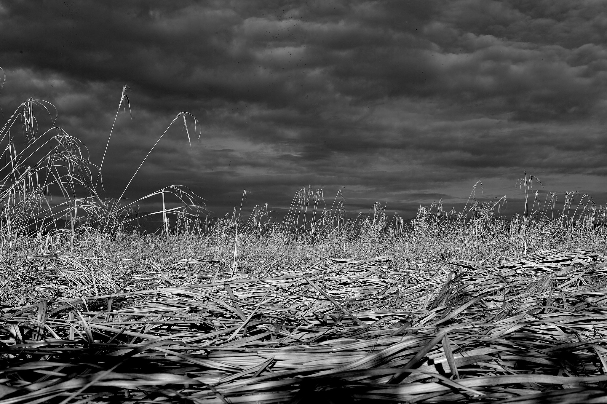 Nikon Df + Nikon AF-S Nikkor 50mm F1.8G sample photo. Dramatic sky over the reed photography