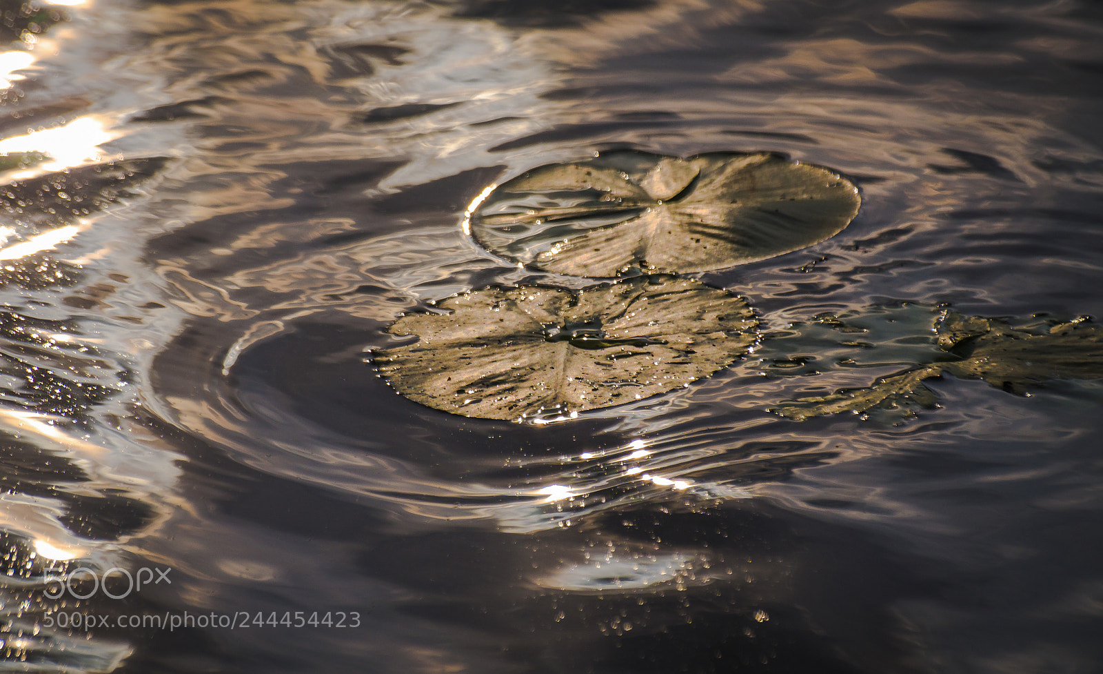 Nikon D5100 sample photo. Catamaran photography