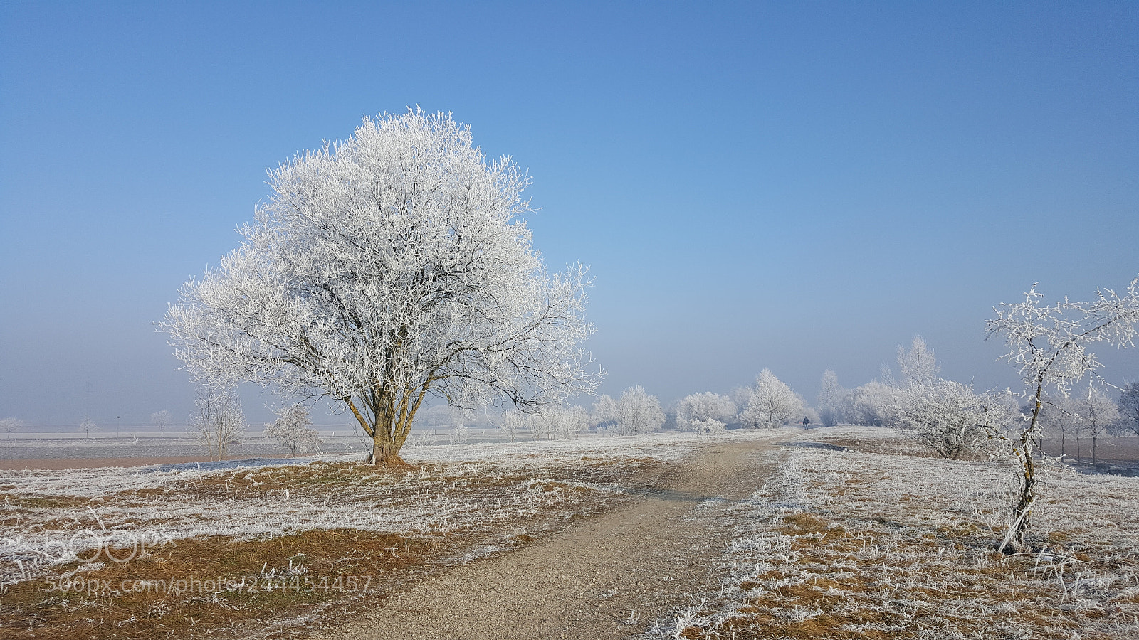 Samsung Galaxy S6 sample photo. Winter tree photography