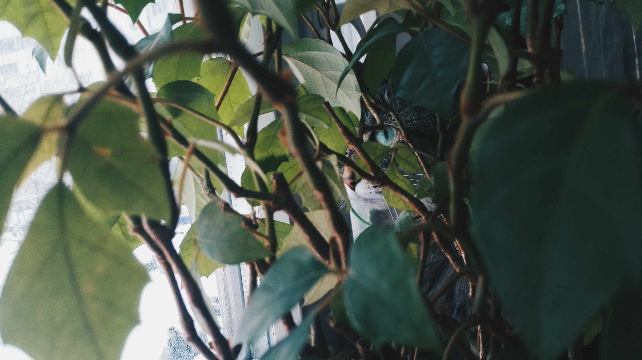 HUAWEI P7-L10 sample photo. Kitty photography