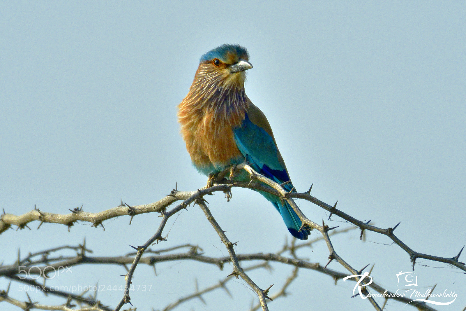 Nikon D500 sample photo. The indian roller coracias photography