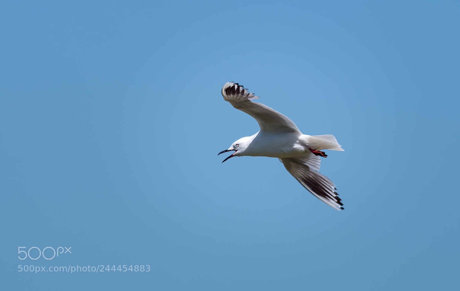 Panasonic Lumix DC-G9 sample photo. Black-billed gull photography
