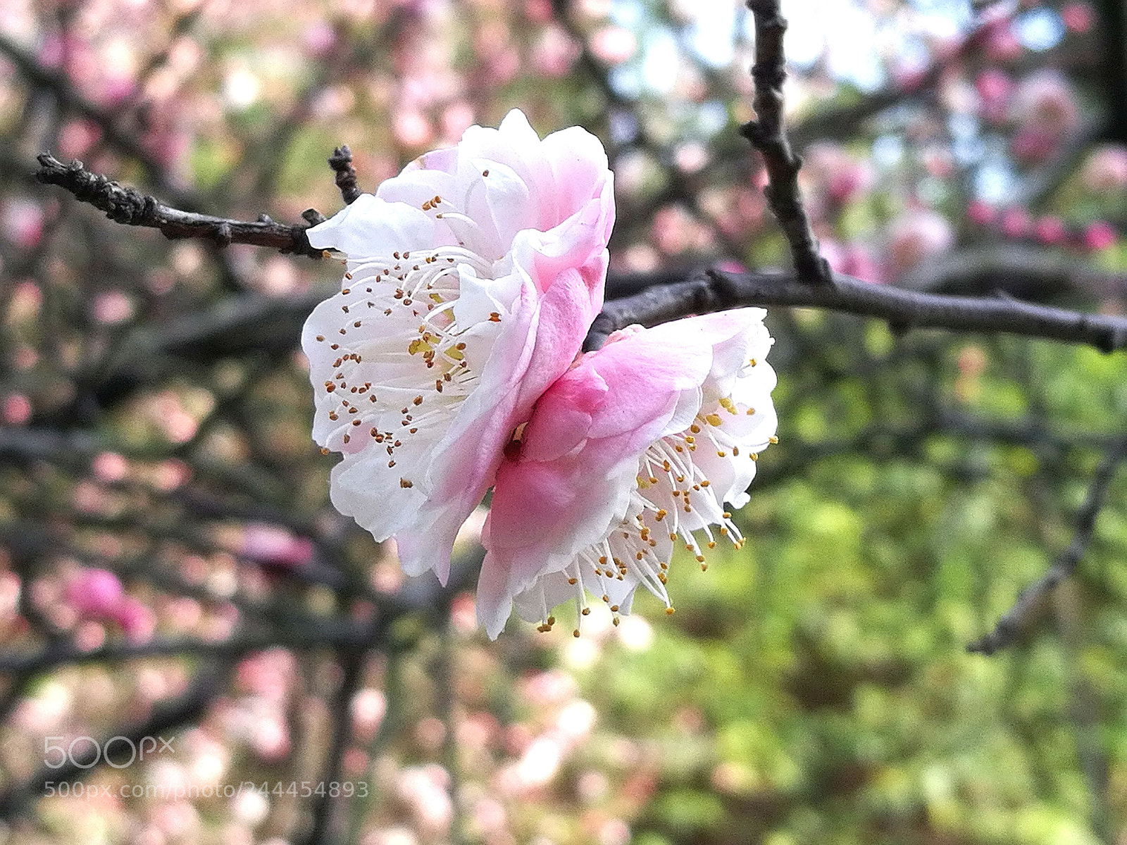 HUAWEI Honor 8 sample photo. Untitled photography