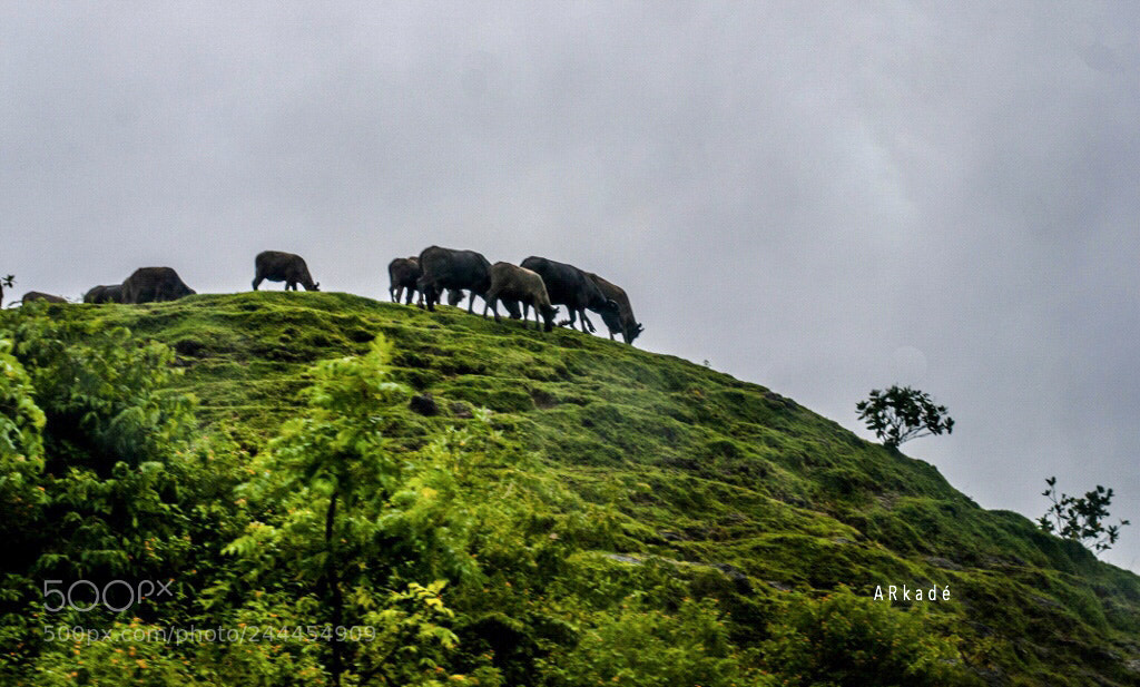Nikon D300 sample photo. Buffalo group photography