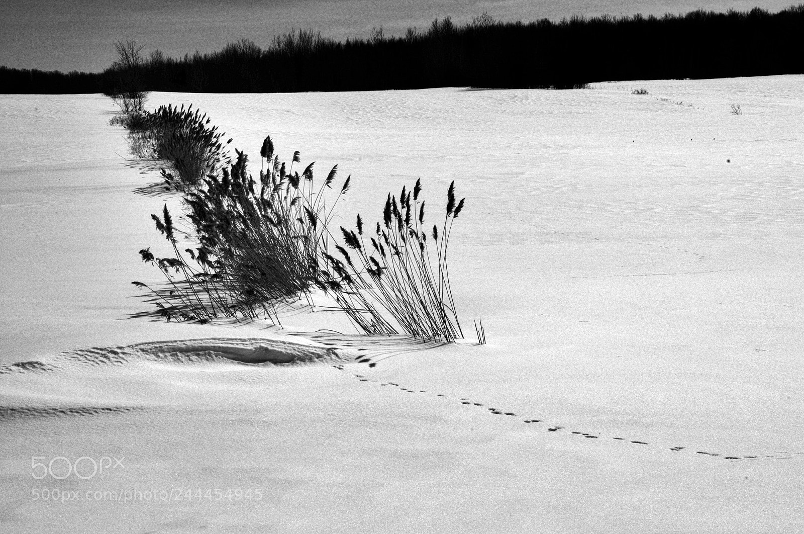 Nikon D300 sample photo. Reeds in the wind photography