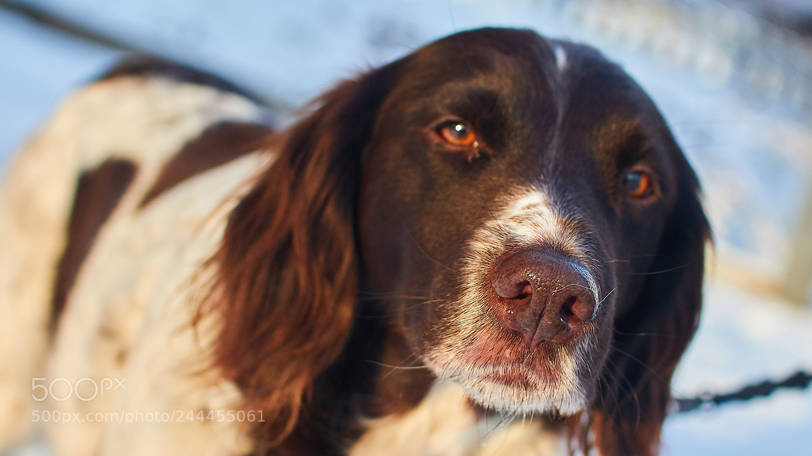 Canon EOS 7D Mark II sample photo. Nose photography