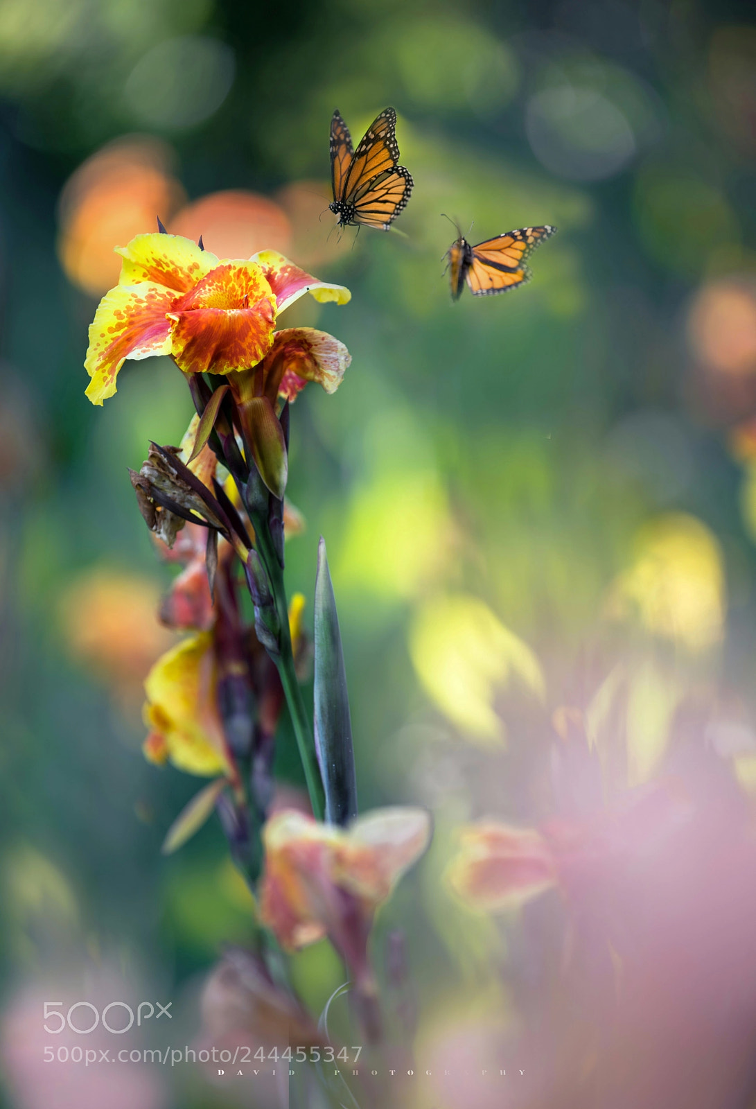 Nikon D810 sample photo. Untitled photography