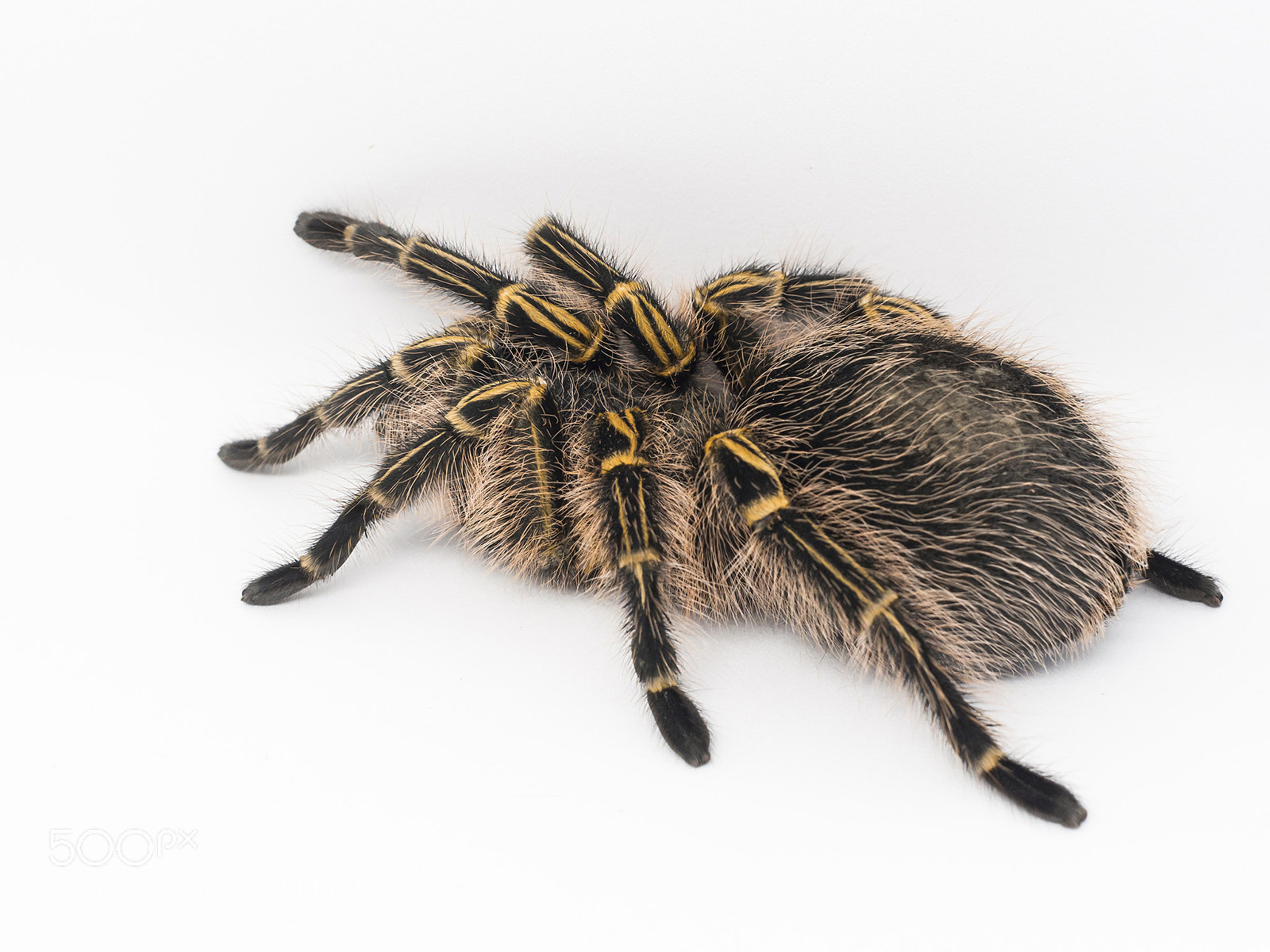 Olympus OM-D E-M10 II sample photo. Hairy friend. photography