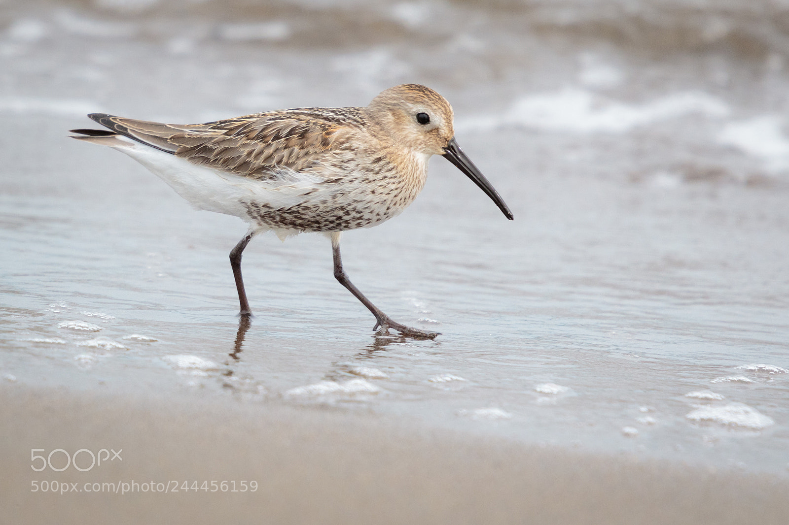 Canon EOS 7D Mark II sample photo. Dunlin photography