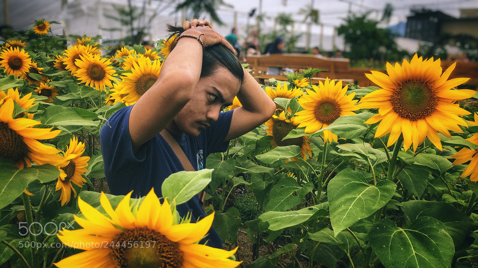 Apple iPhone 6 sample photo. Sunflower of summer days ?? photography