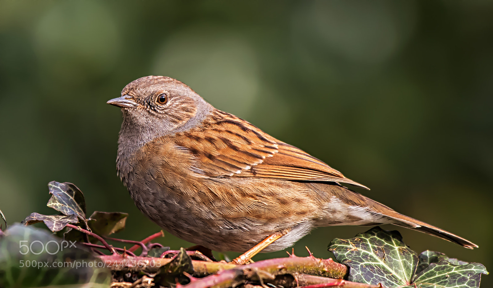 Nikon D500 sample photo. Dunnock (prunella modularis)... photography