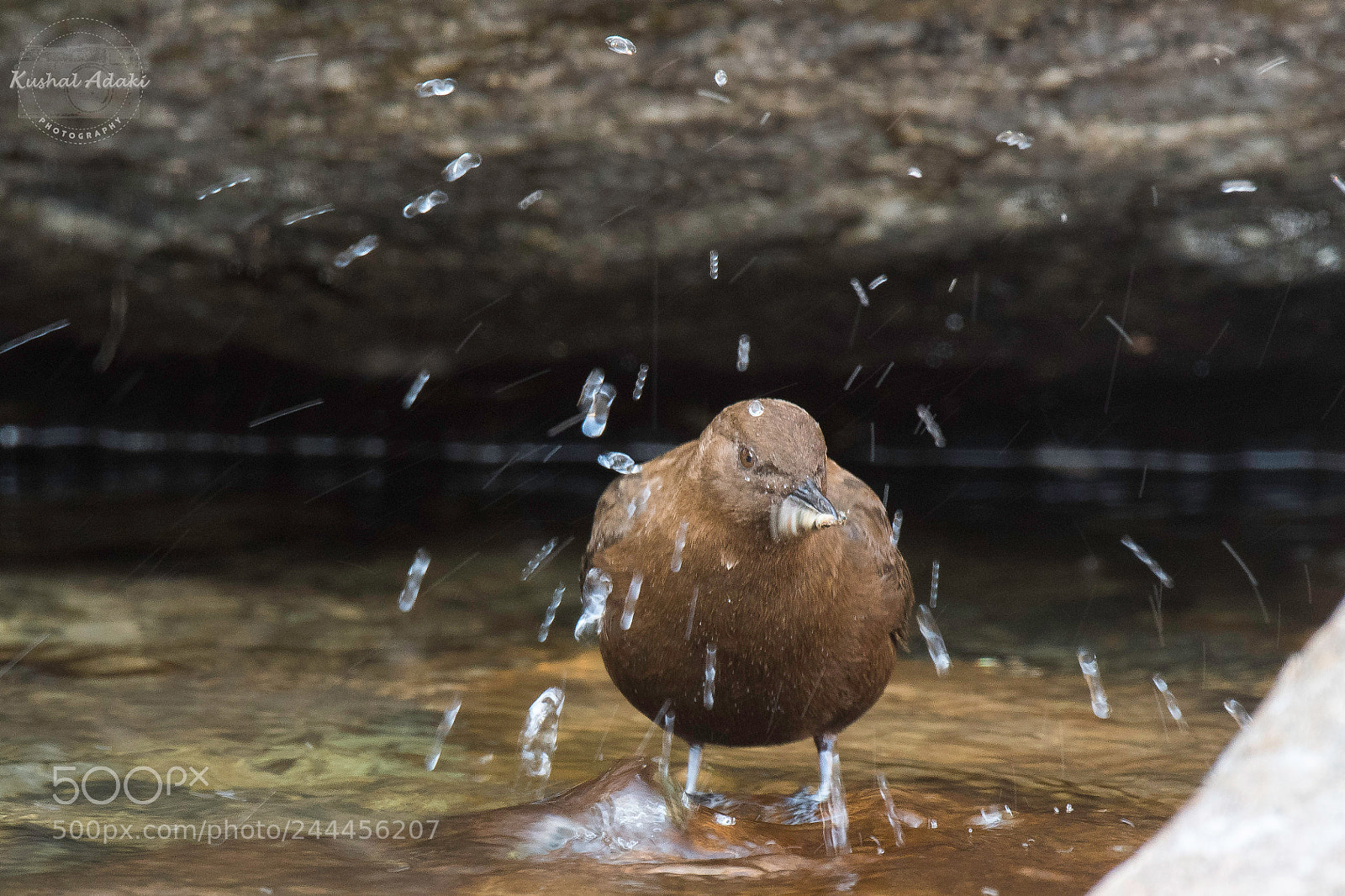 Nikon D500 sample photo. Brown dipper (with catch) photography