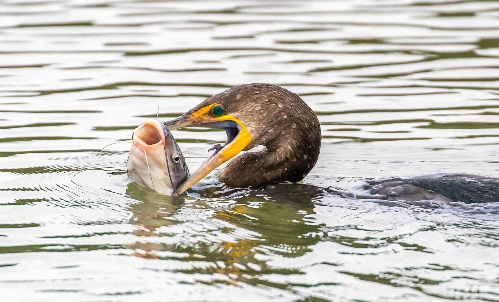 Canon EOS 7D Mark II sample photo. Face to face cormorant photography
