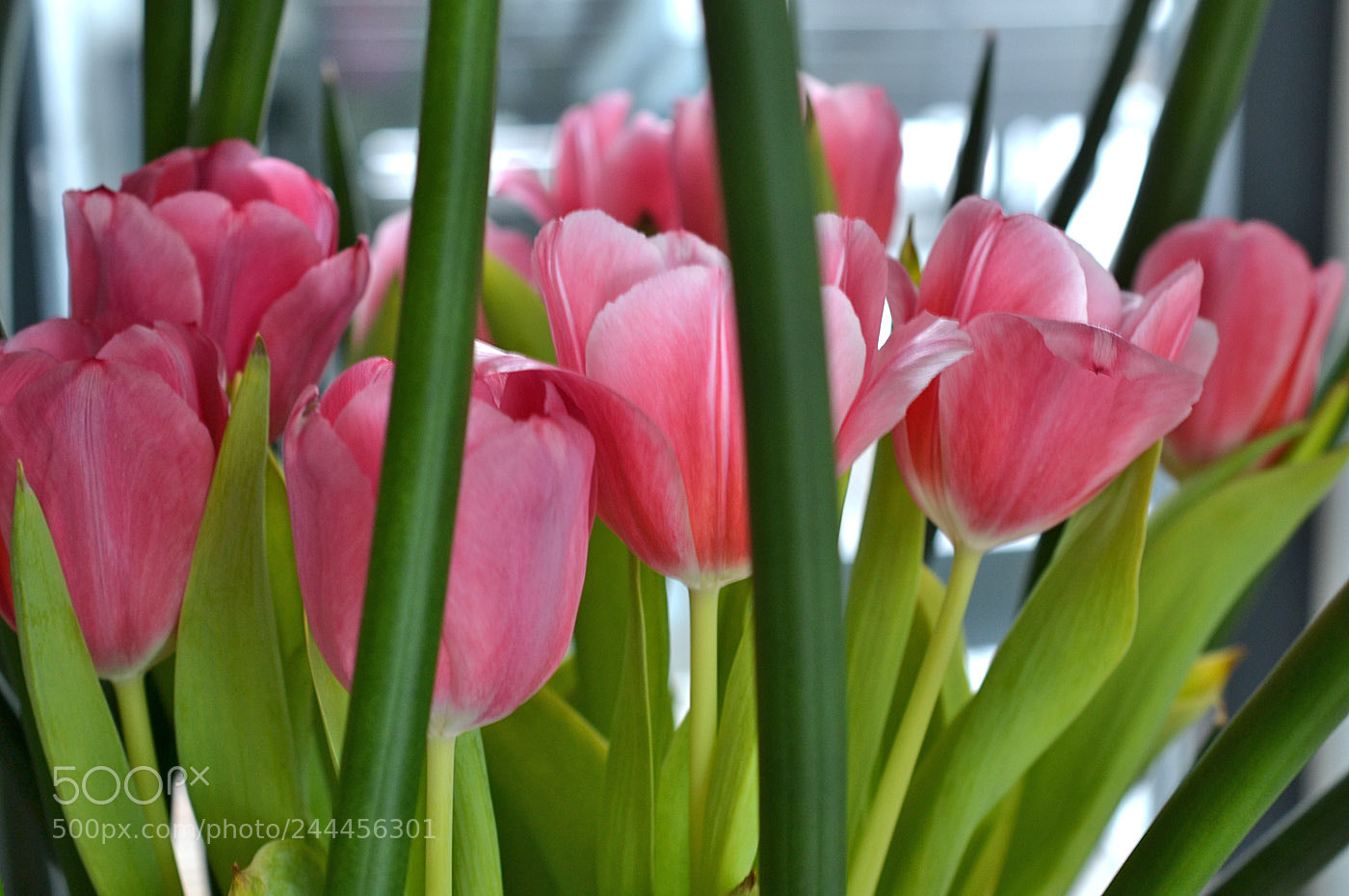 Nikon D3100 sample photo. Tulips in daylight photography