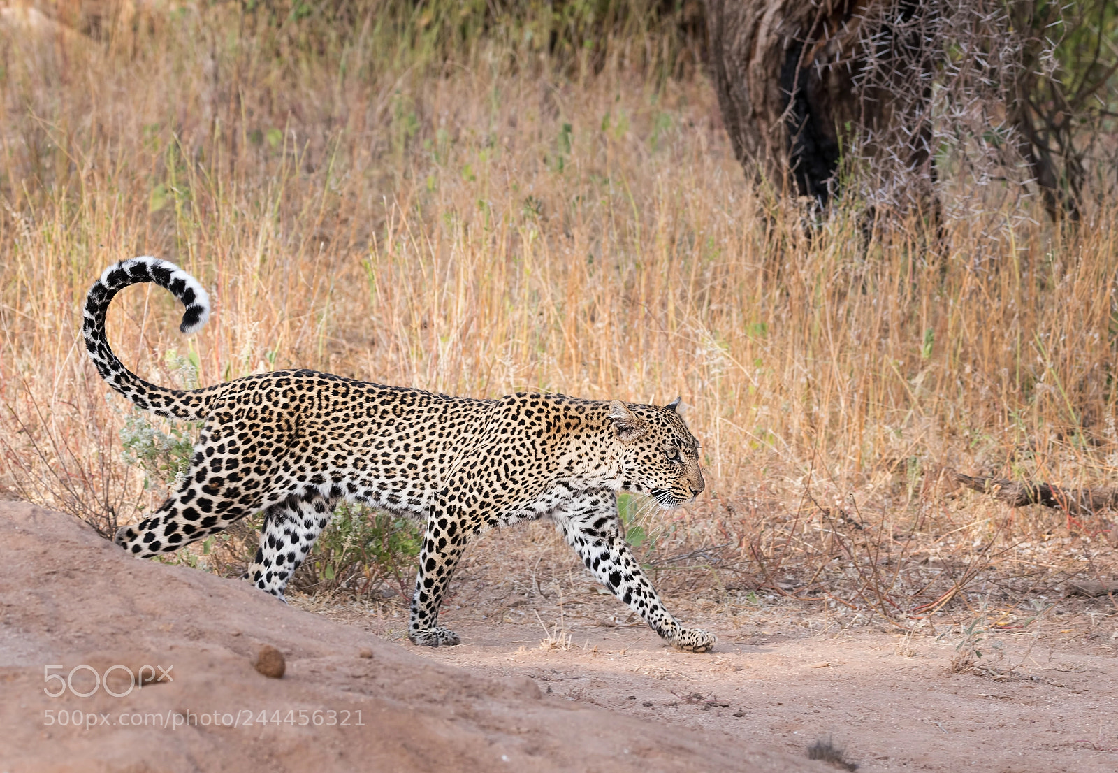 Nikon D500 sample photo. Leopard photography