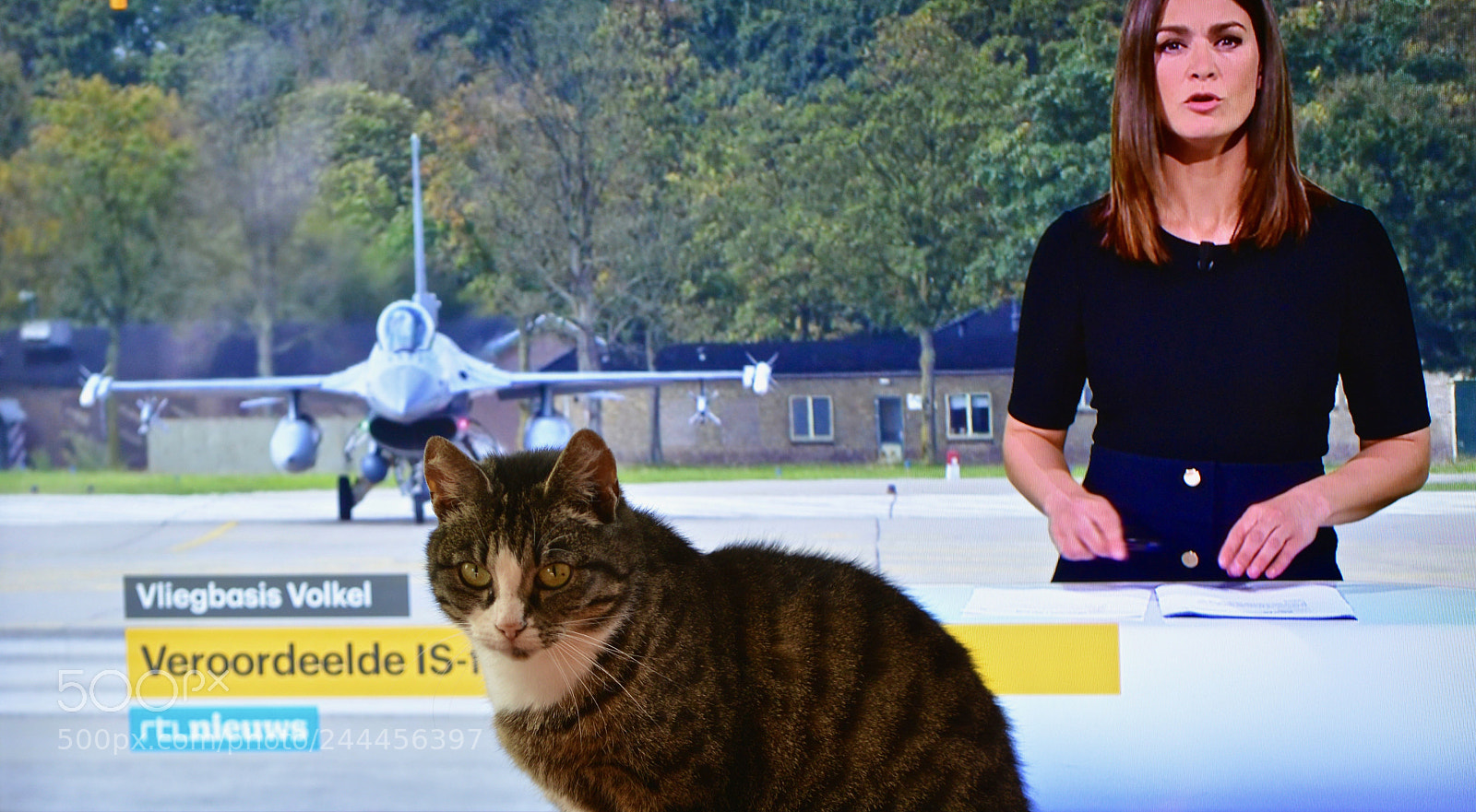 Nikon D800 sample photo. News cat photography