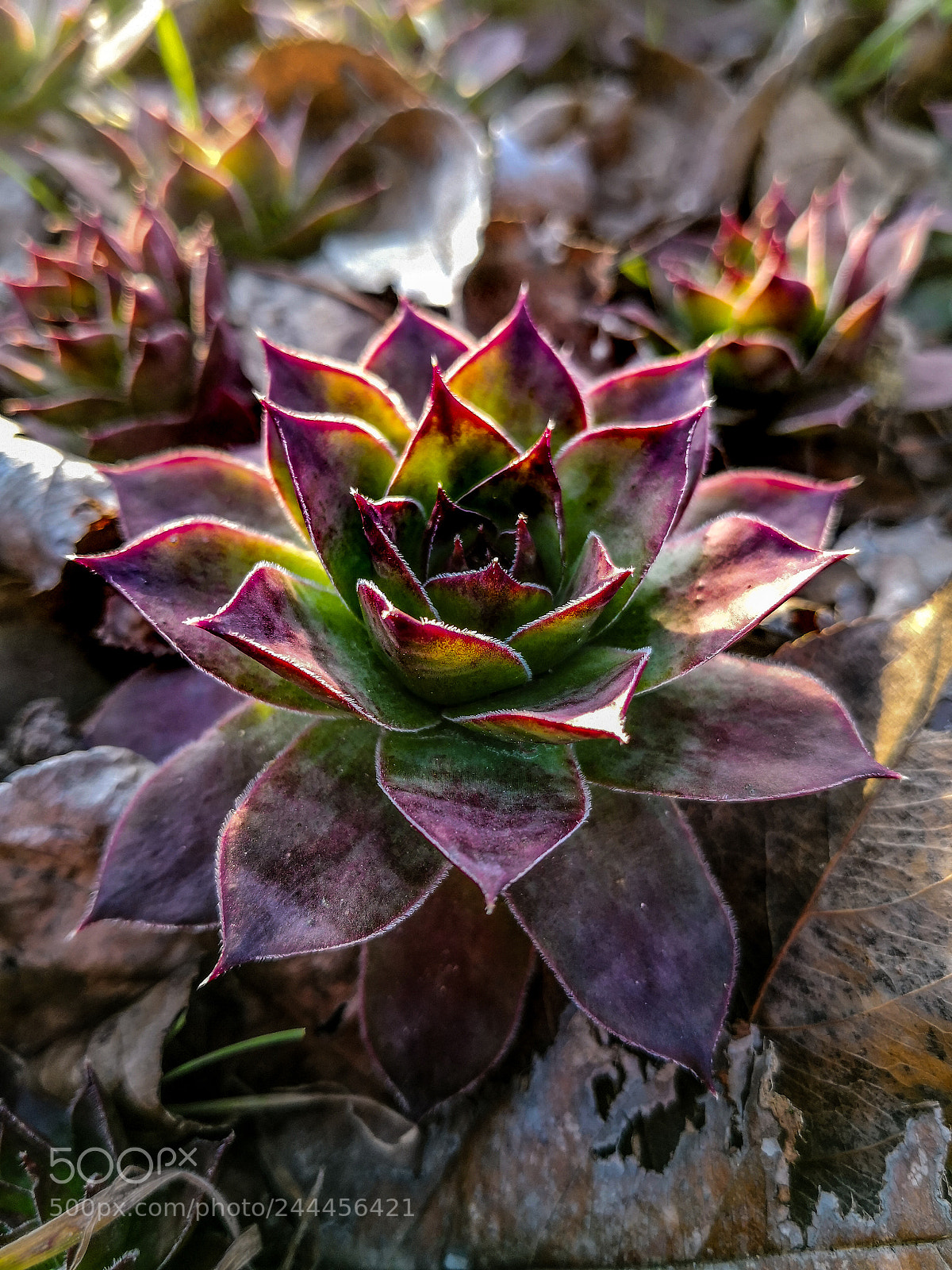 HUAWEI Mate 10 Pro sample photo. Untitled photography