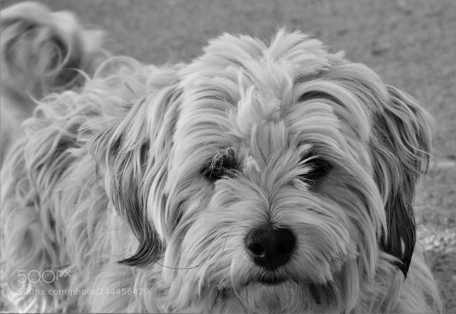 Sony Cyber-shot DSC-H400 sample photo. Puppy... photography