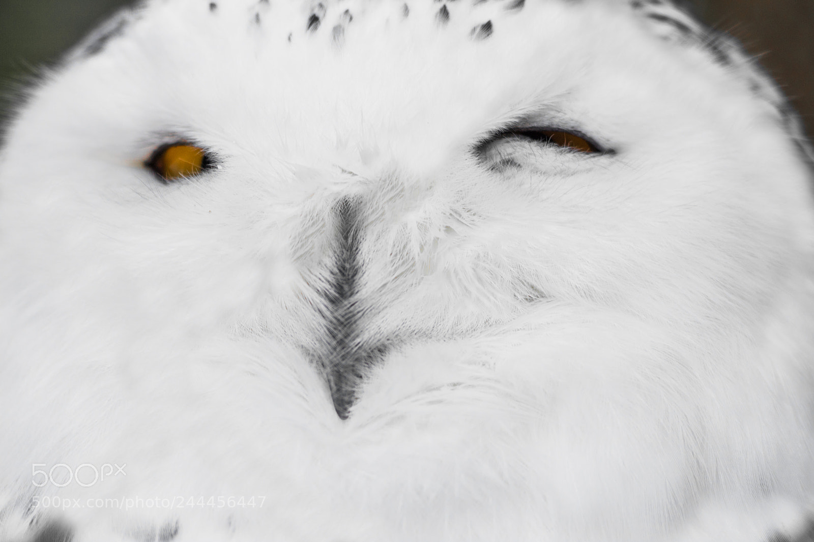 Canon EOS 760D (EOS Rebel T6s / EOS 8000D) sample photo. Cute snowy owl eye photography