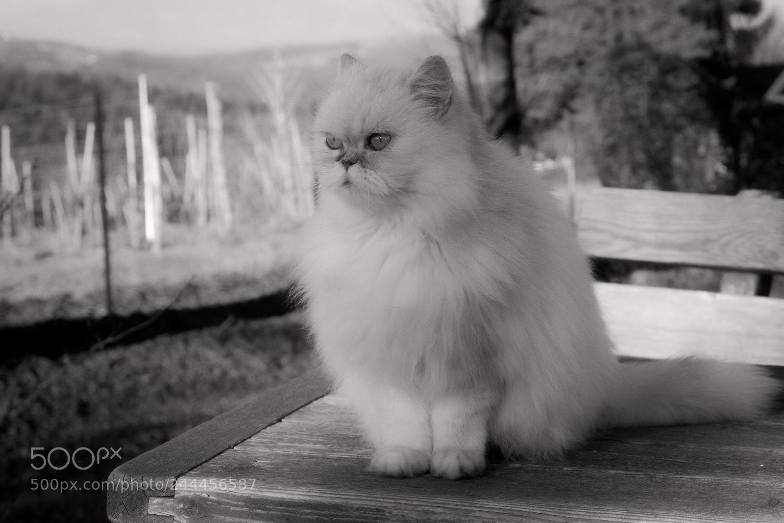 Nikon D7100 sample photo. Cat photography