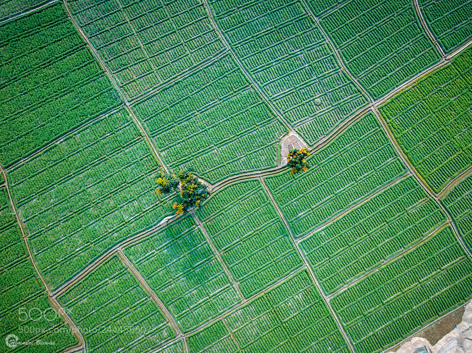 DJI FC220 sample photo. Potato field photography
