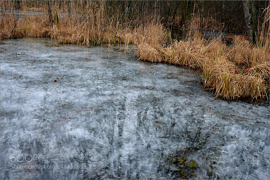 Nikon D610 sample photo. First thaw photography