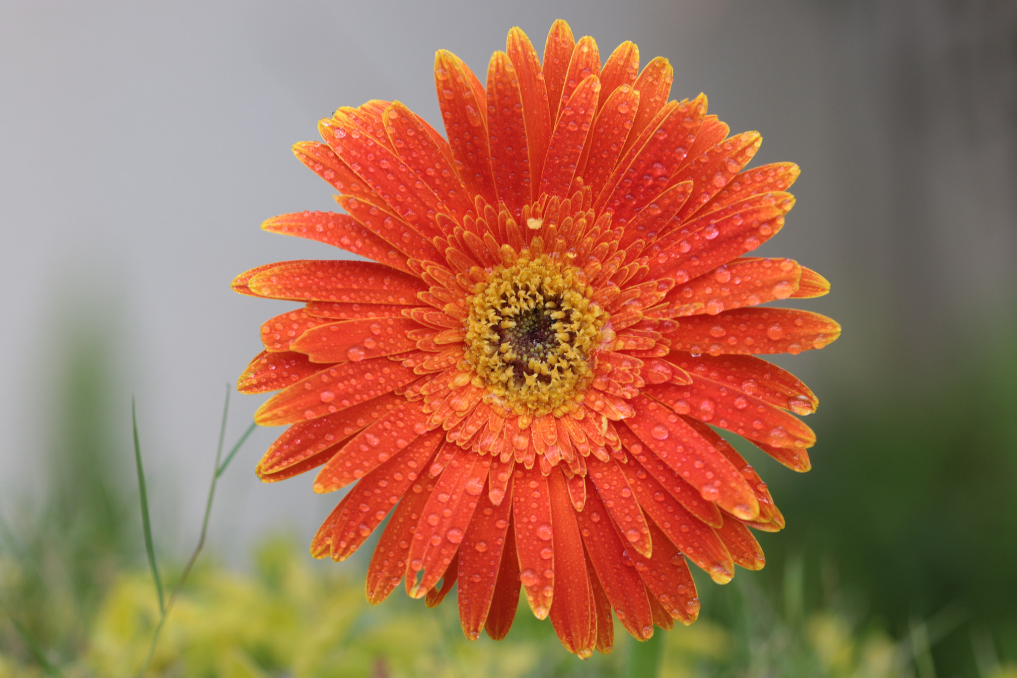 Canon EF 22-55mm f/4-5.6 USM sample photo. Flowers after rain photography