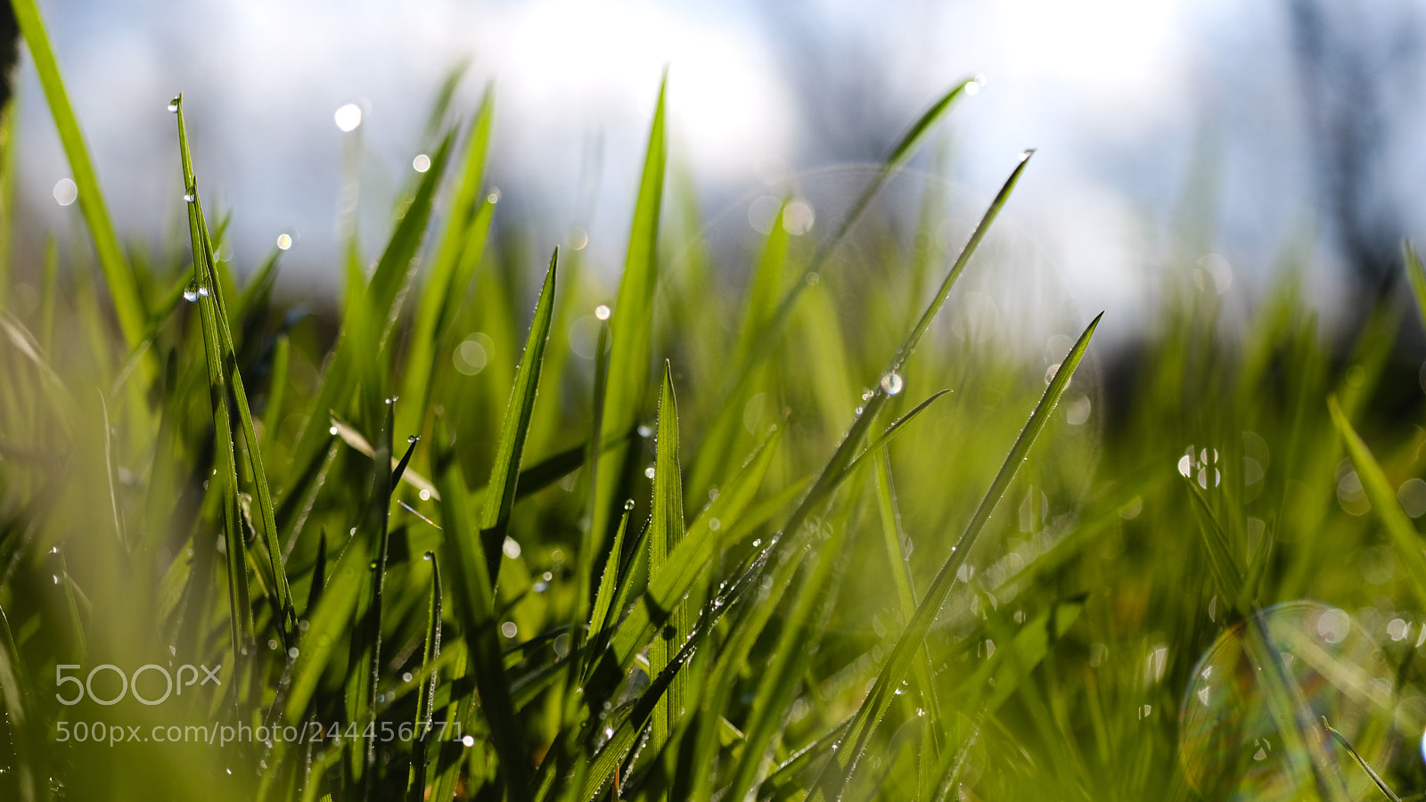 Fujifilm X-T20 sample photo. New season photography