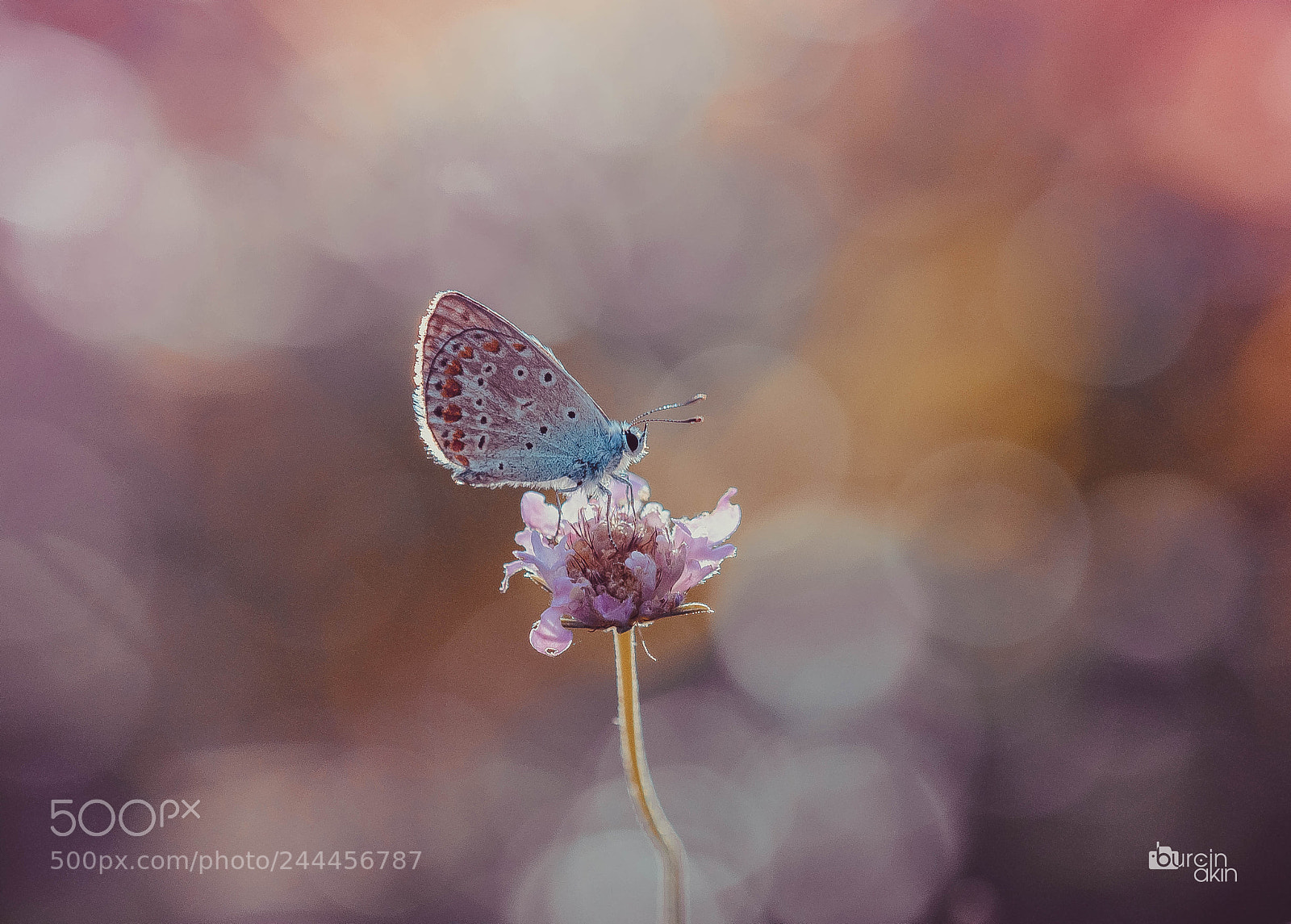 Nikon D5100 sample photo. Butterfly & bokeh .. photography
