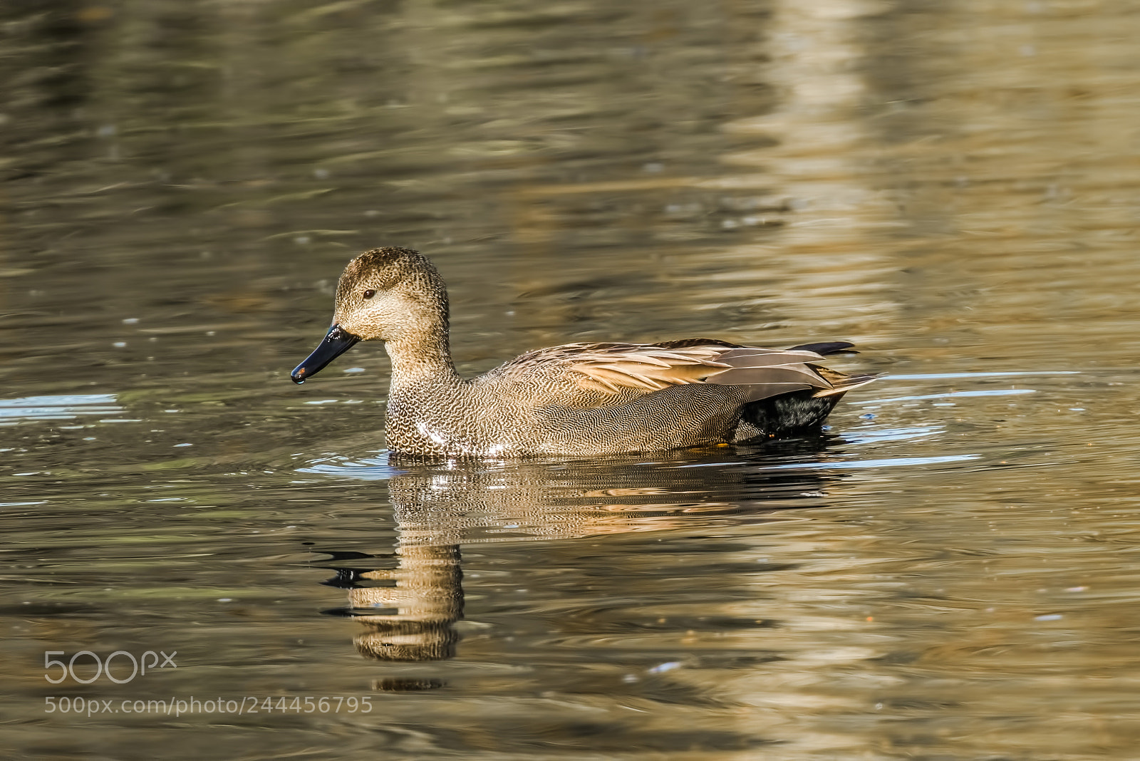Canon EOS 7D Mark II sample photo. Gadwall  ♂ photography
