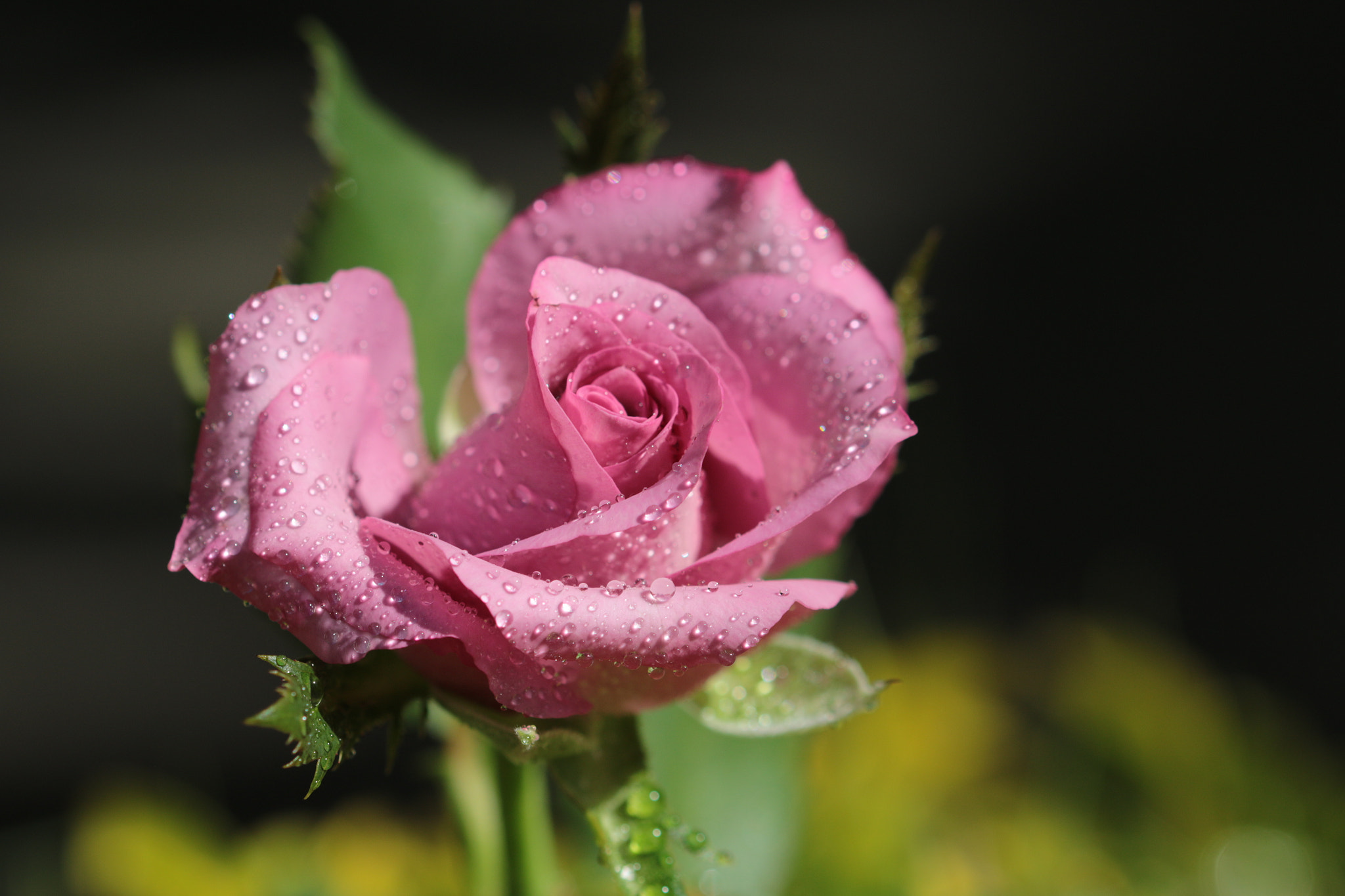 Canon EOS 70D sample photo. Pink rose with rain drops photography
