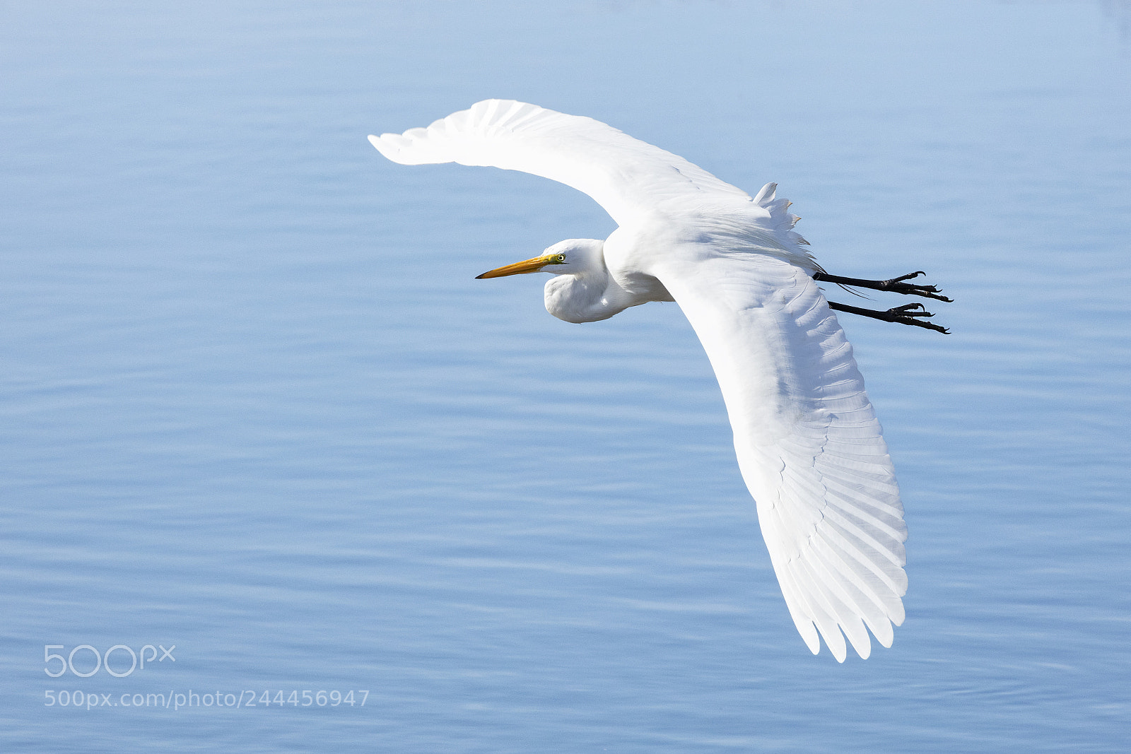 Canon EOS 5DS sample photo. Great egret above blue photography