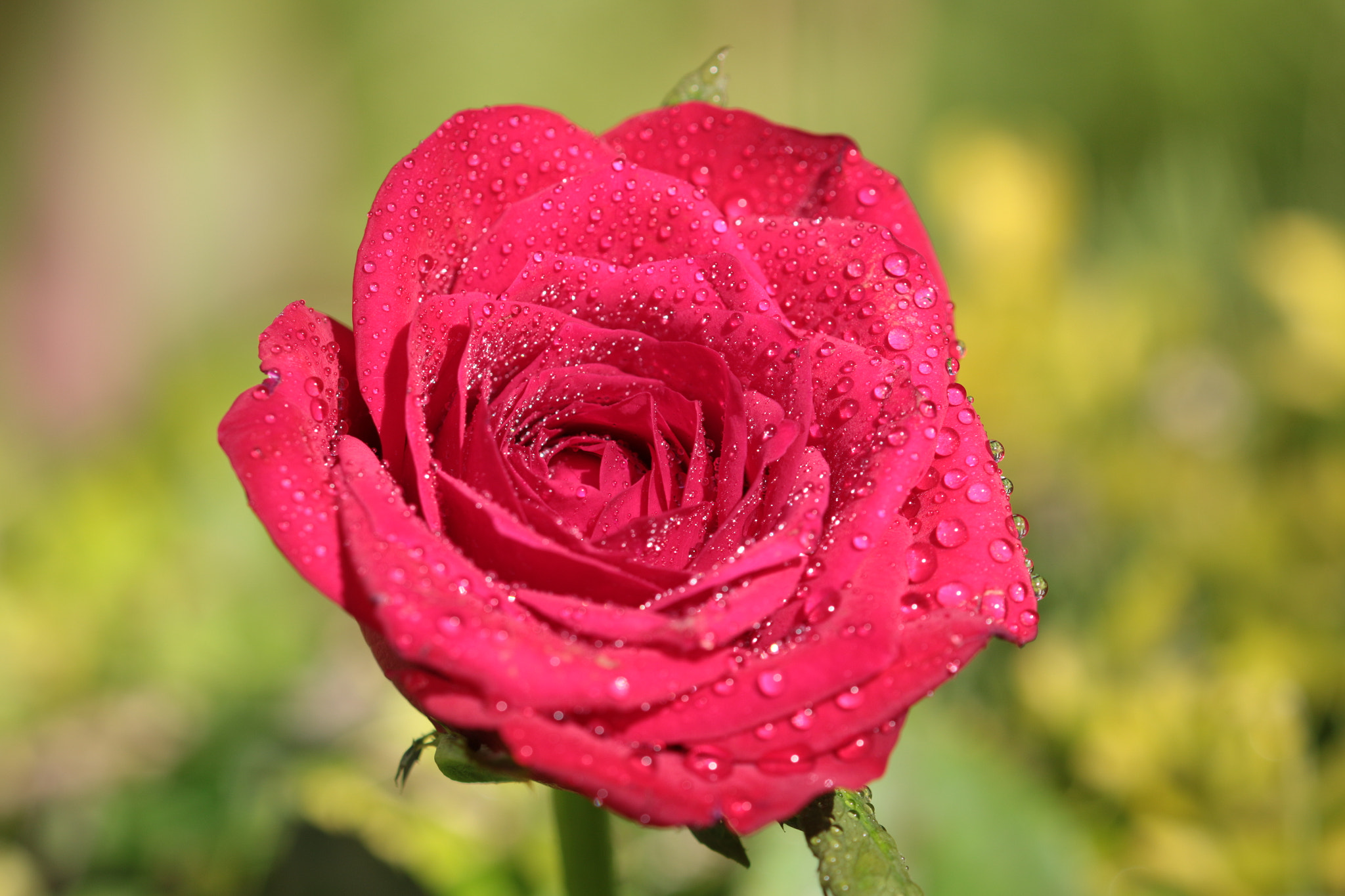Canon EOS 70D + Canon EF 22-55mm f/4-5.6 USM sample photo. Red rose photography
