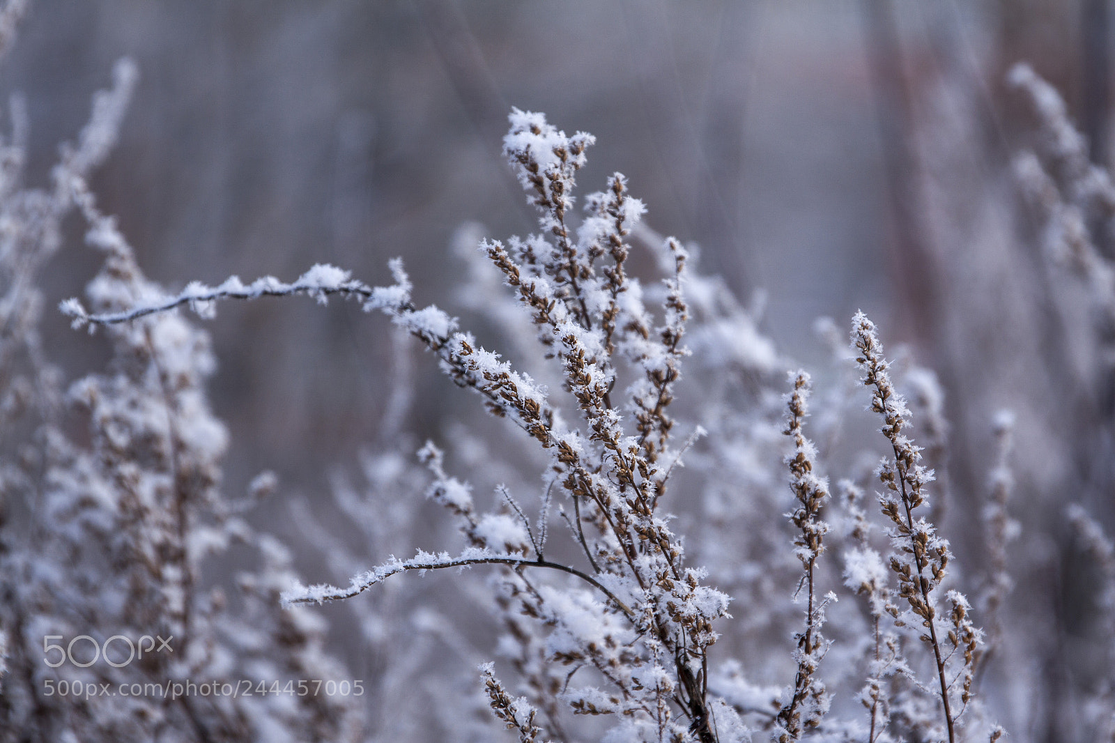 Canon EOS 50D sample photo. Untitled photography