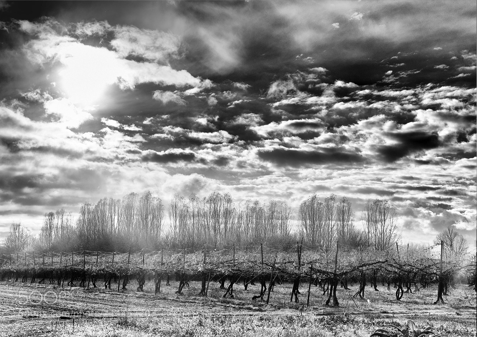 Fujifilm X-T20 sample photo. Clouds on the vineyard photography