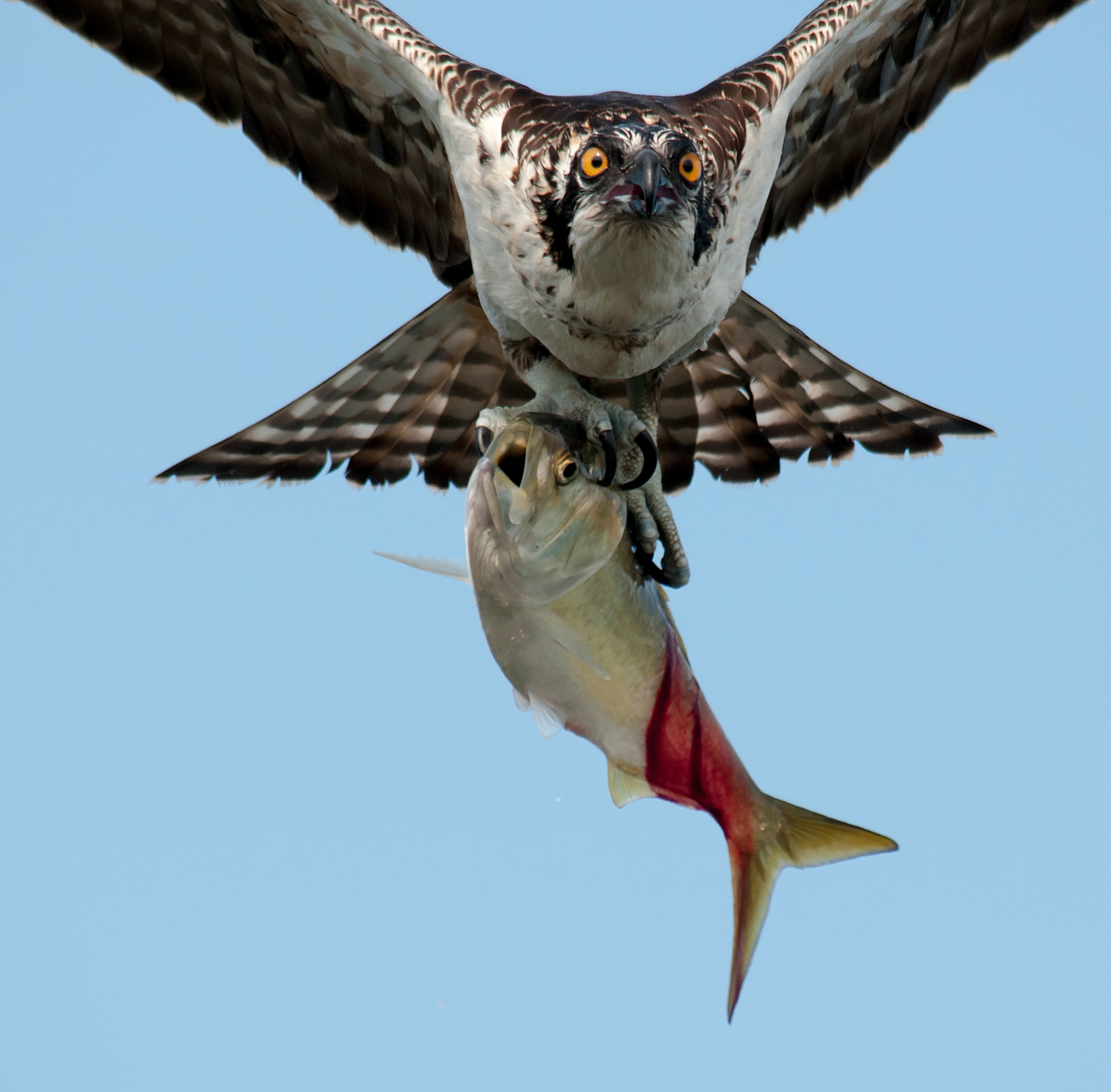 The Eyes of the FishHawk Osprey by Kristofer Rowe Photo 24445757