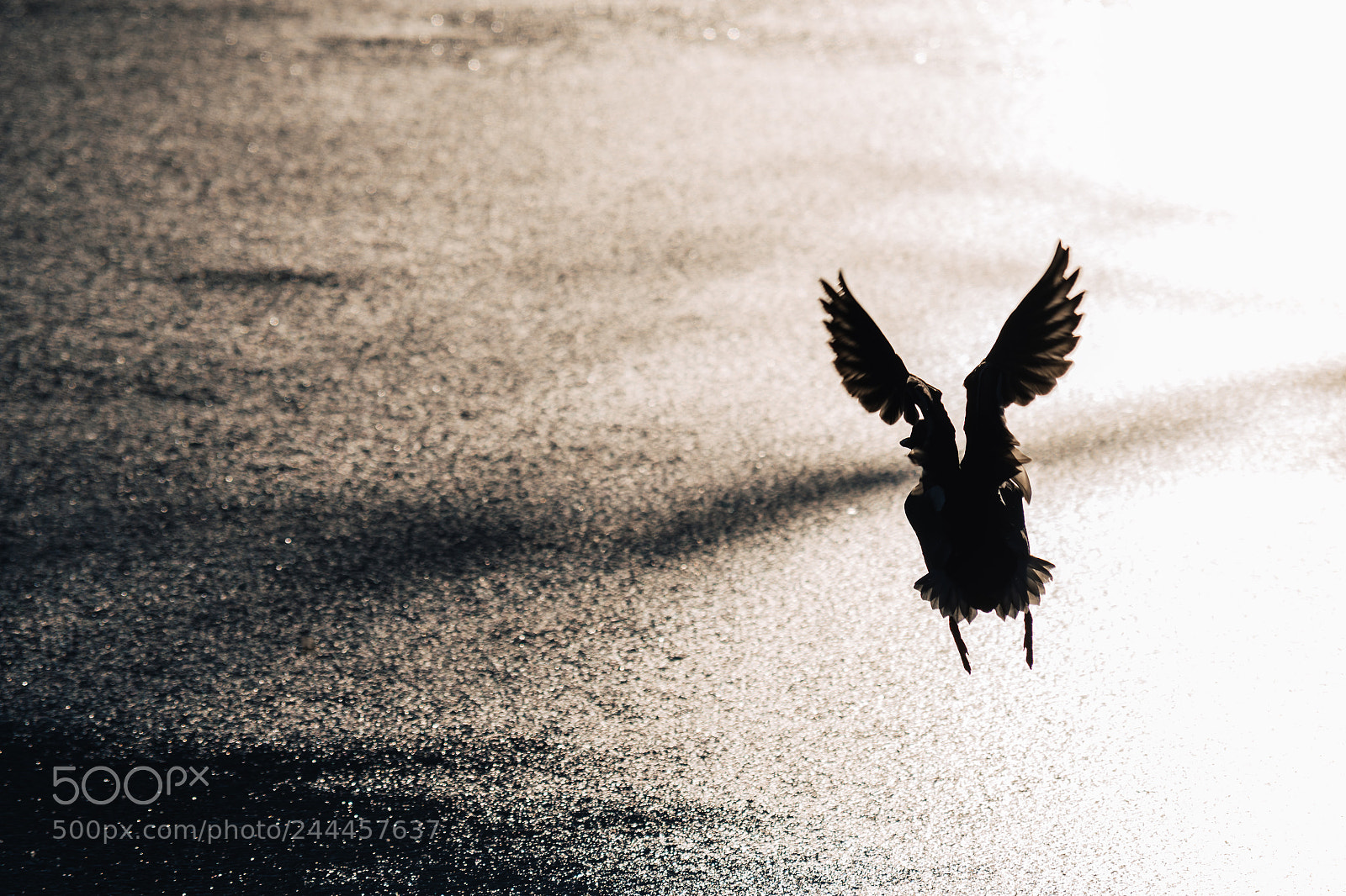 Nikon D500 sample photo. Flying mallard duck above photography
