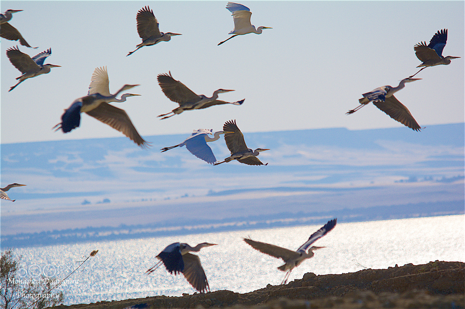Nikon D7100 sample photo. Fly high in the photography