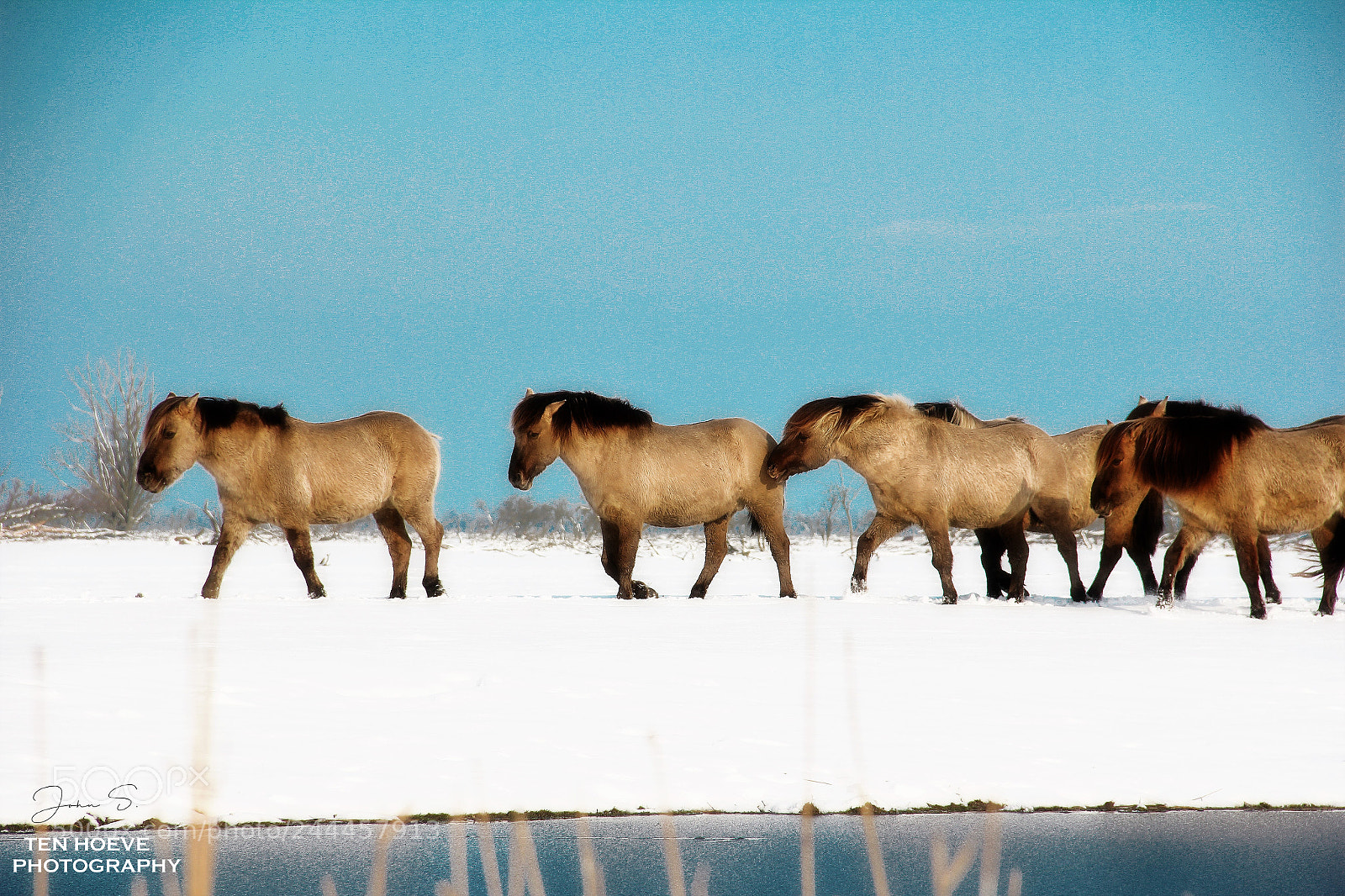 Canon EOS 550D (EOS Rebel T2i / EOS Kiss X4) sample photo. Wild horses photography