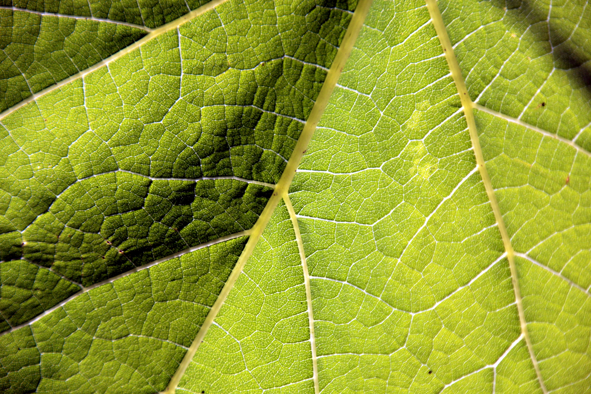 Sigma 18-250mm F3.5-6.3 DC OS HSM sample photo. Green photography