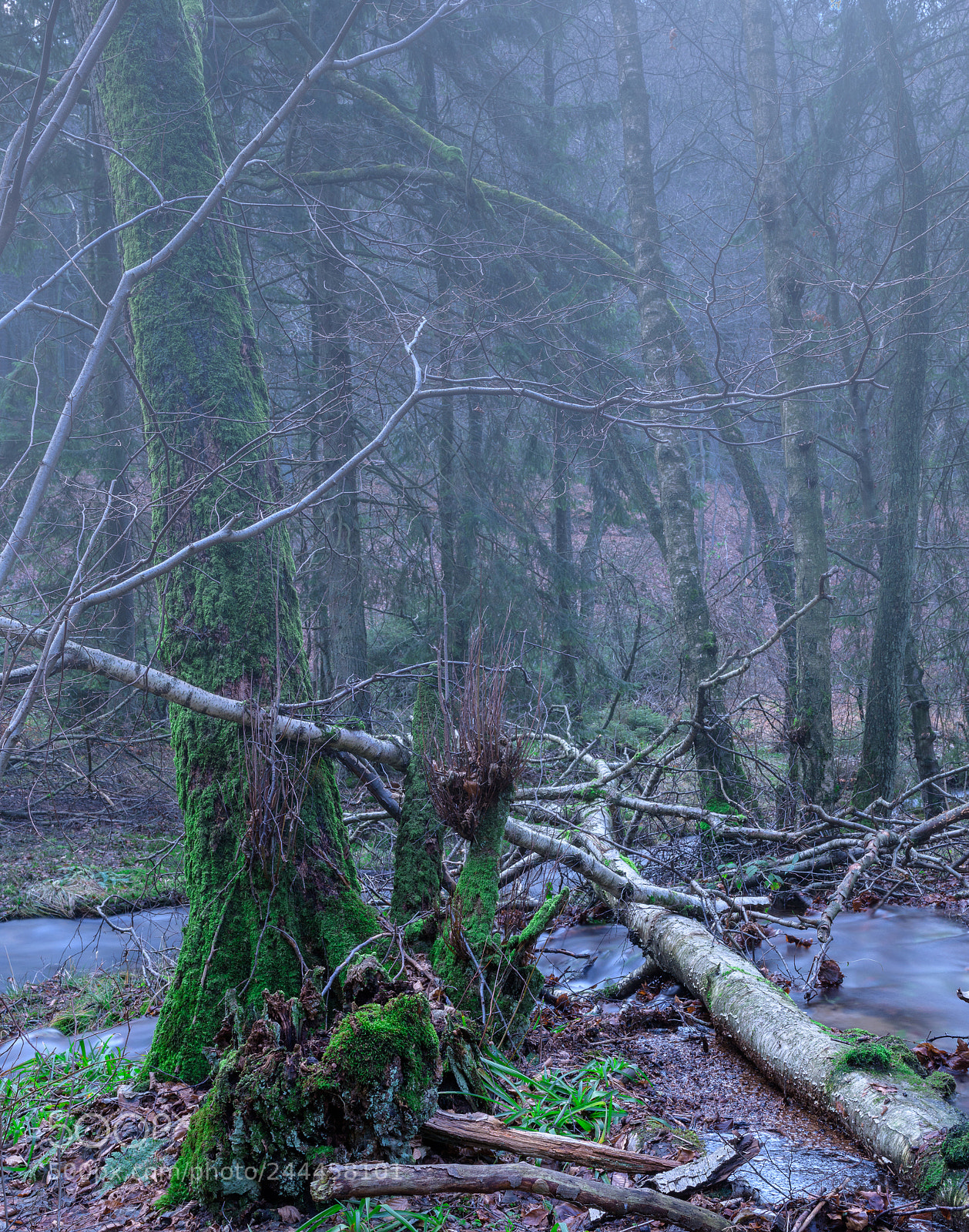 Nikon D810 sample photo. Wild forest photography
