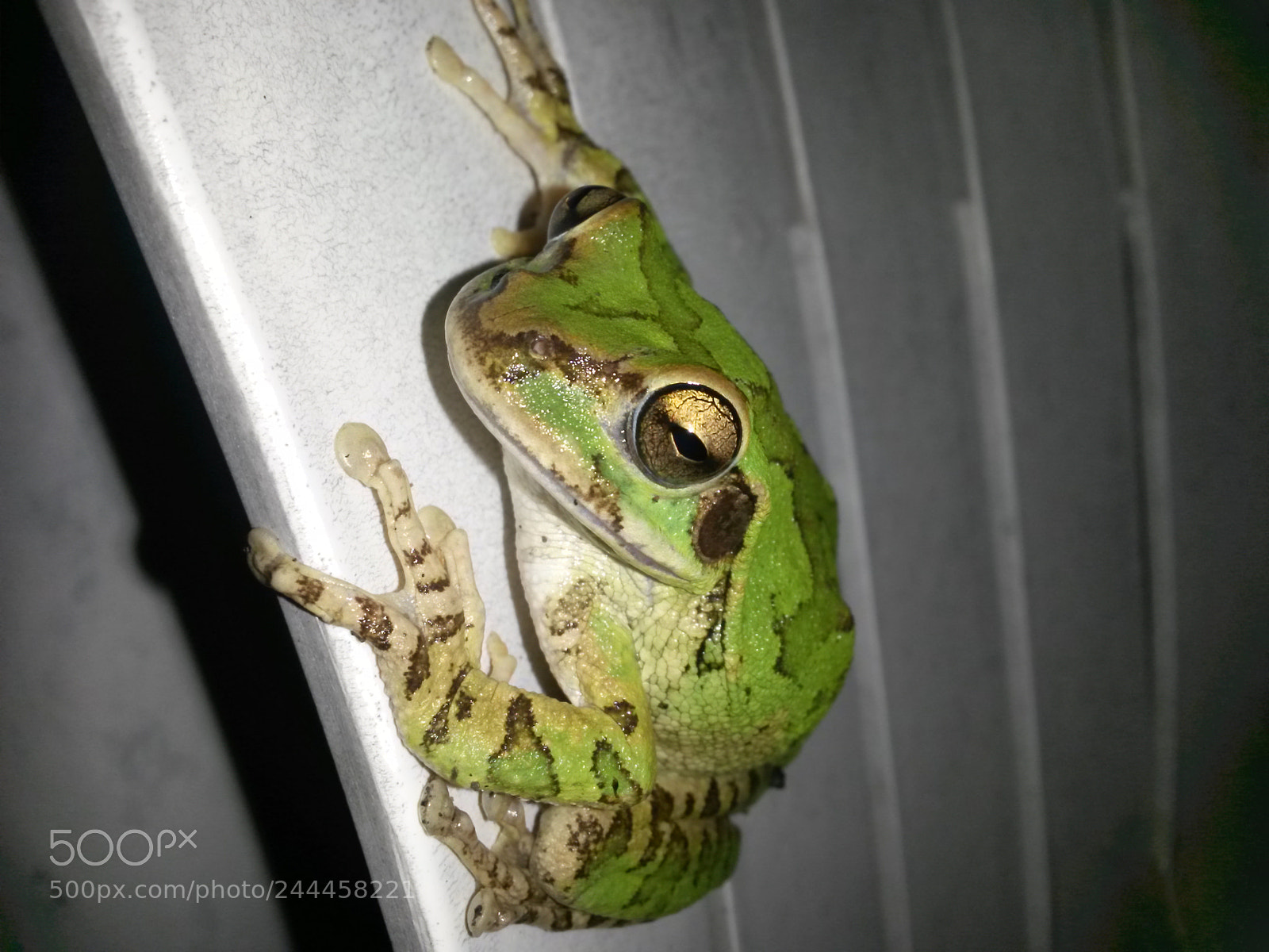 Samsung Galaxy S4 Mini sample photo. A little friend photography