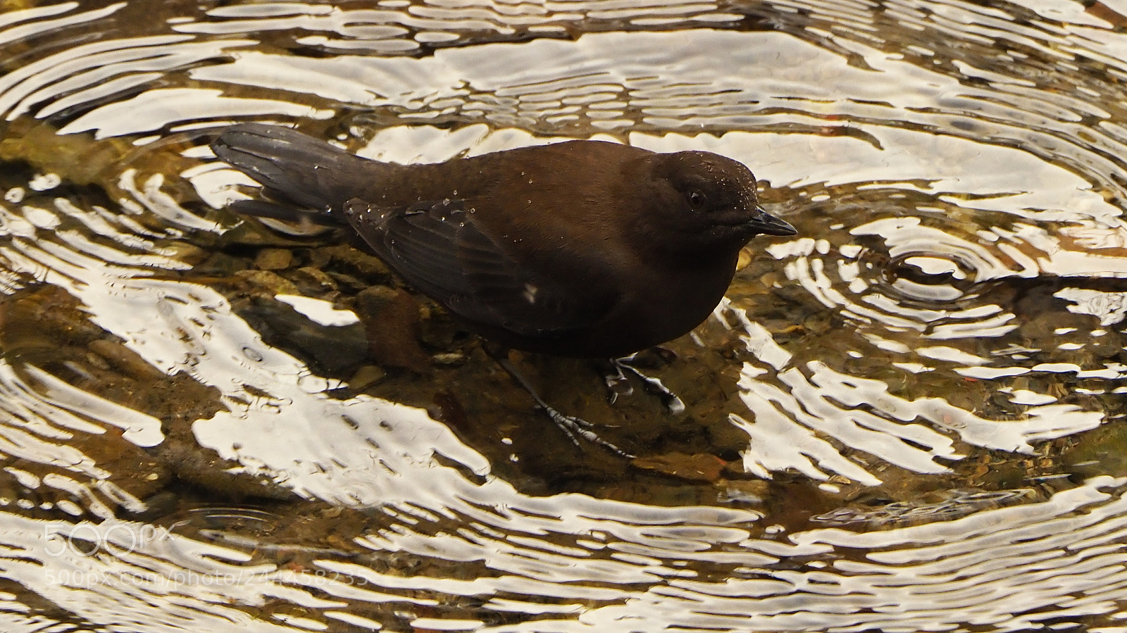 Olympus OM-D E-M1 Mark II sample photo. In to the winter photography