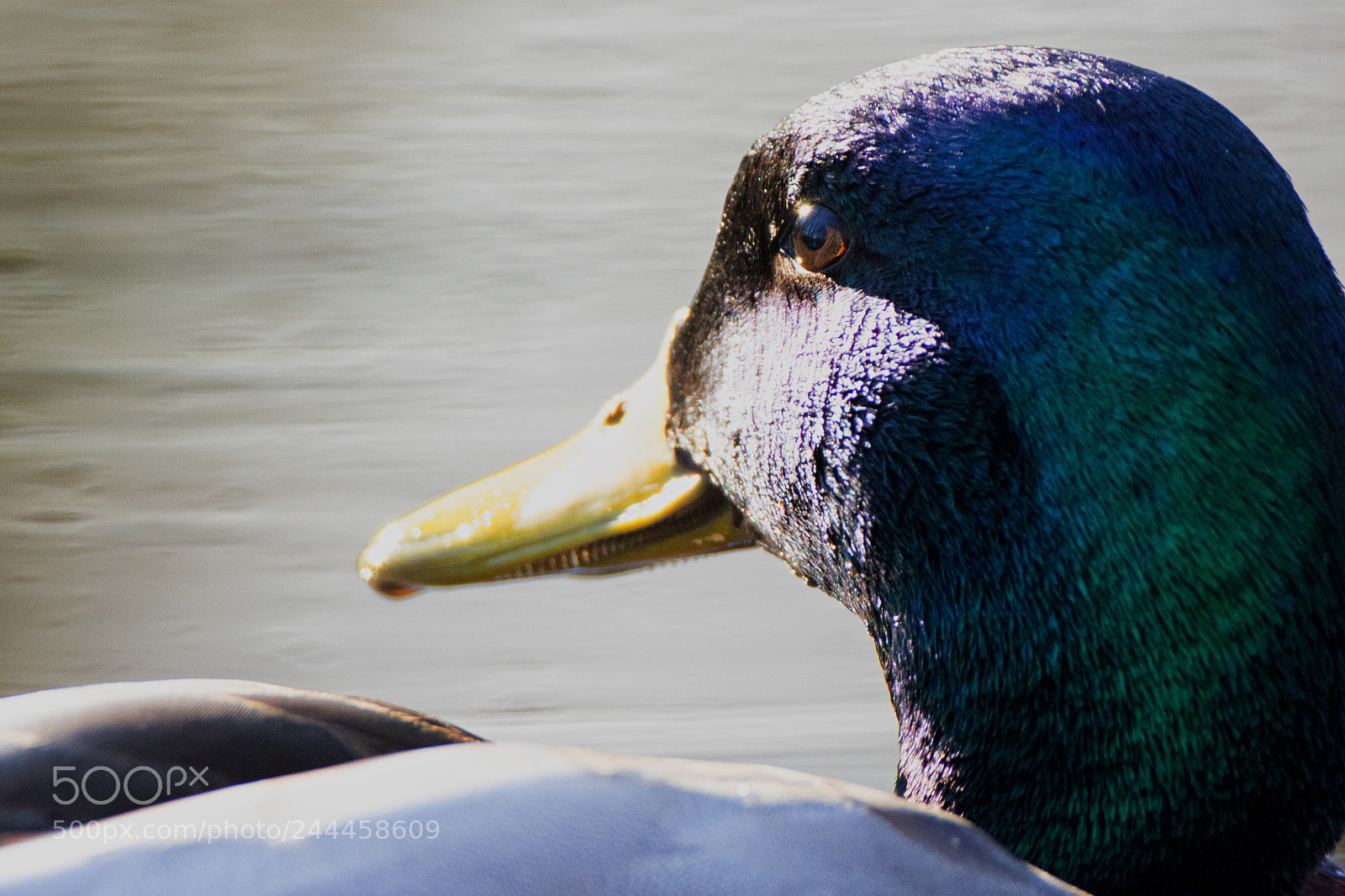 Canon EOS 7D Mark II sample photo. Mallard drake eye photography