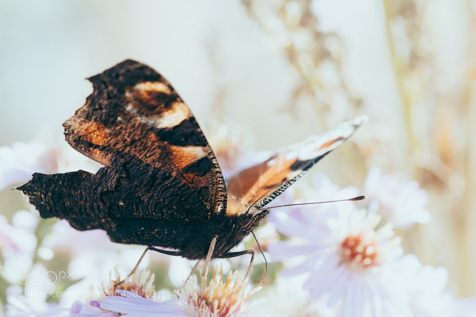Nikon D5500 sample photo. The peacock butterfly sitting photography