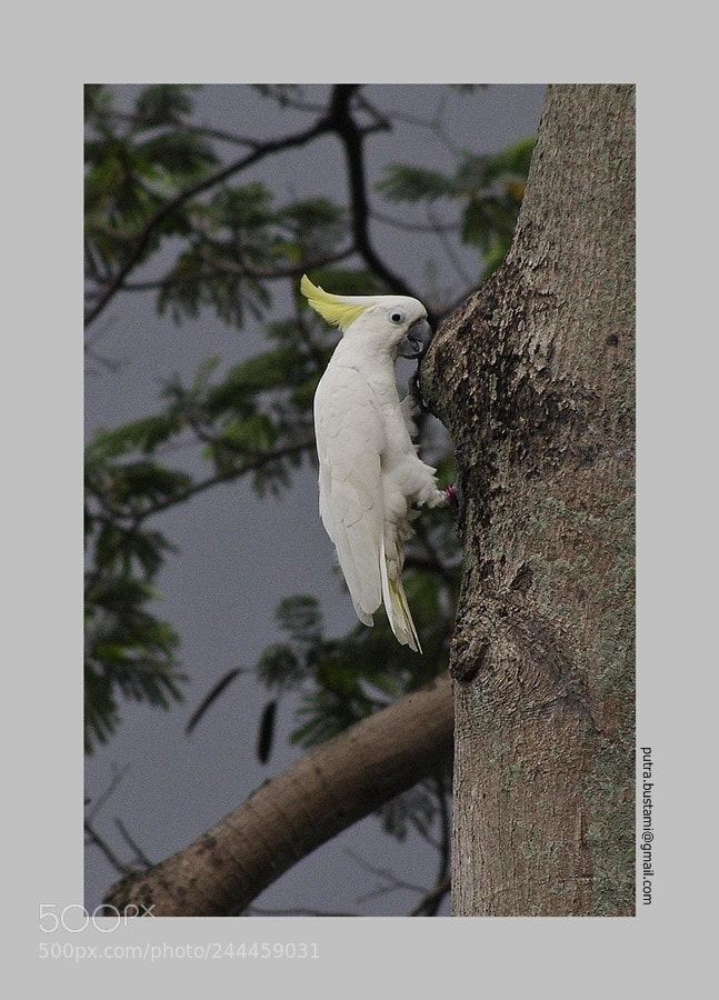Pentax K-5 sample photo. Preparation photography