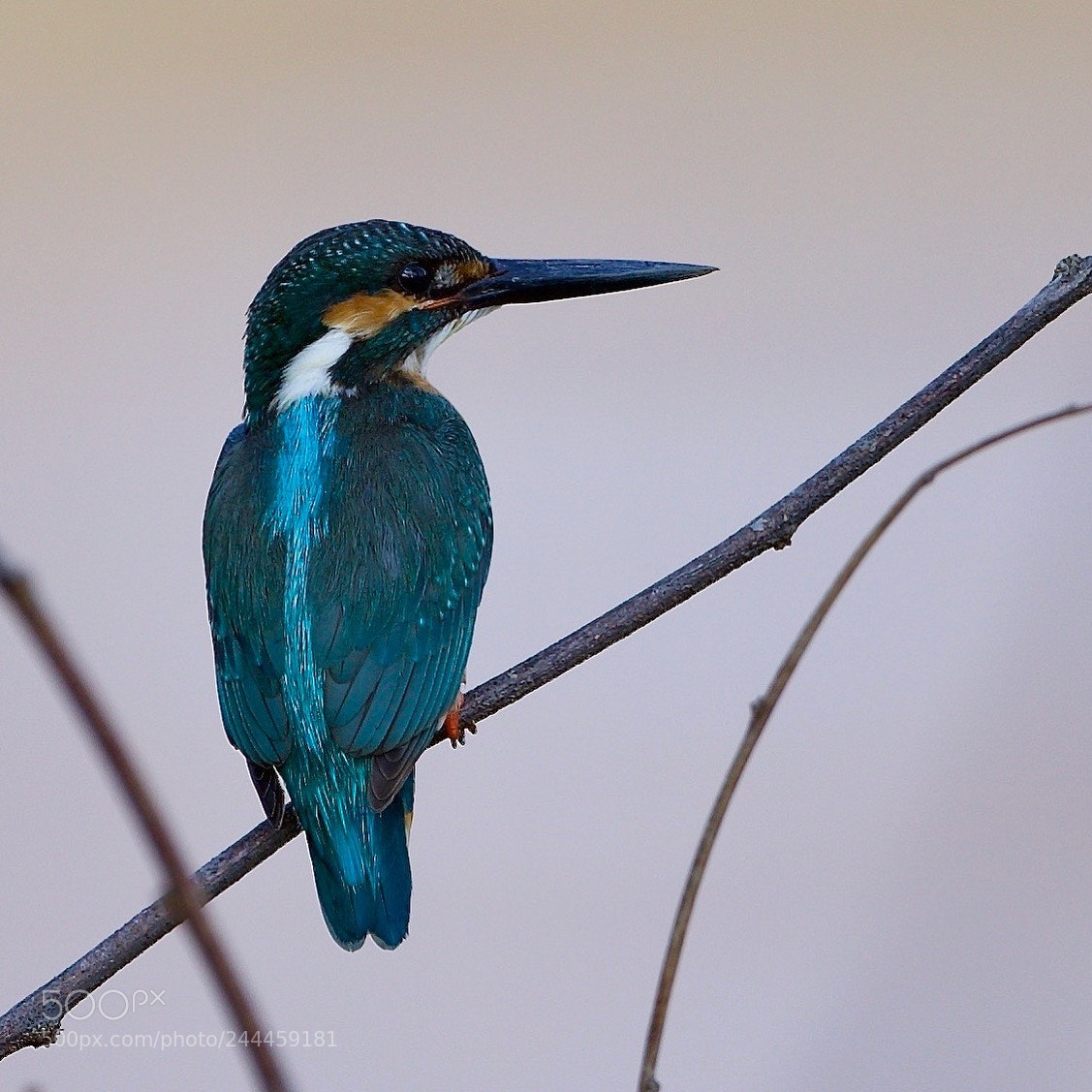Canon EOS-1D X Mark II sample photo. Common kingfisher. photography