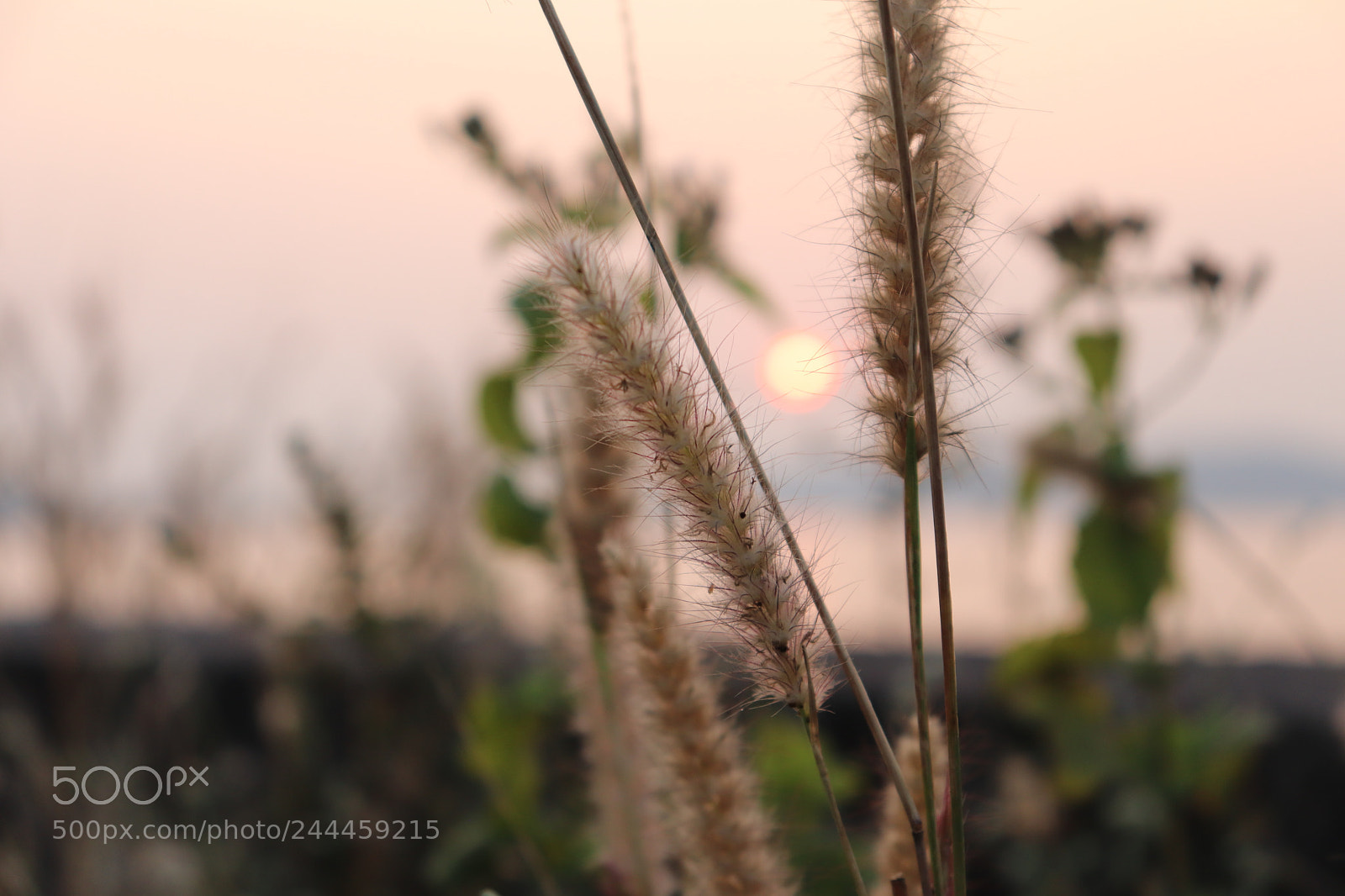Canon EOS 200D (EOS Rebel SL2 / EOS Kiss X9) sample photo. Sun hiding behind them photography