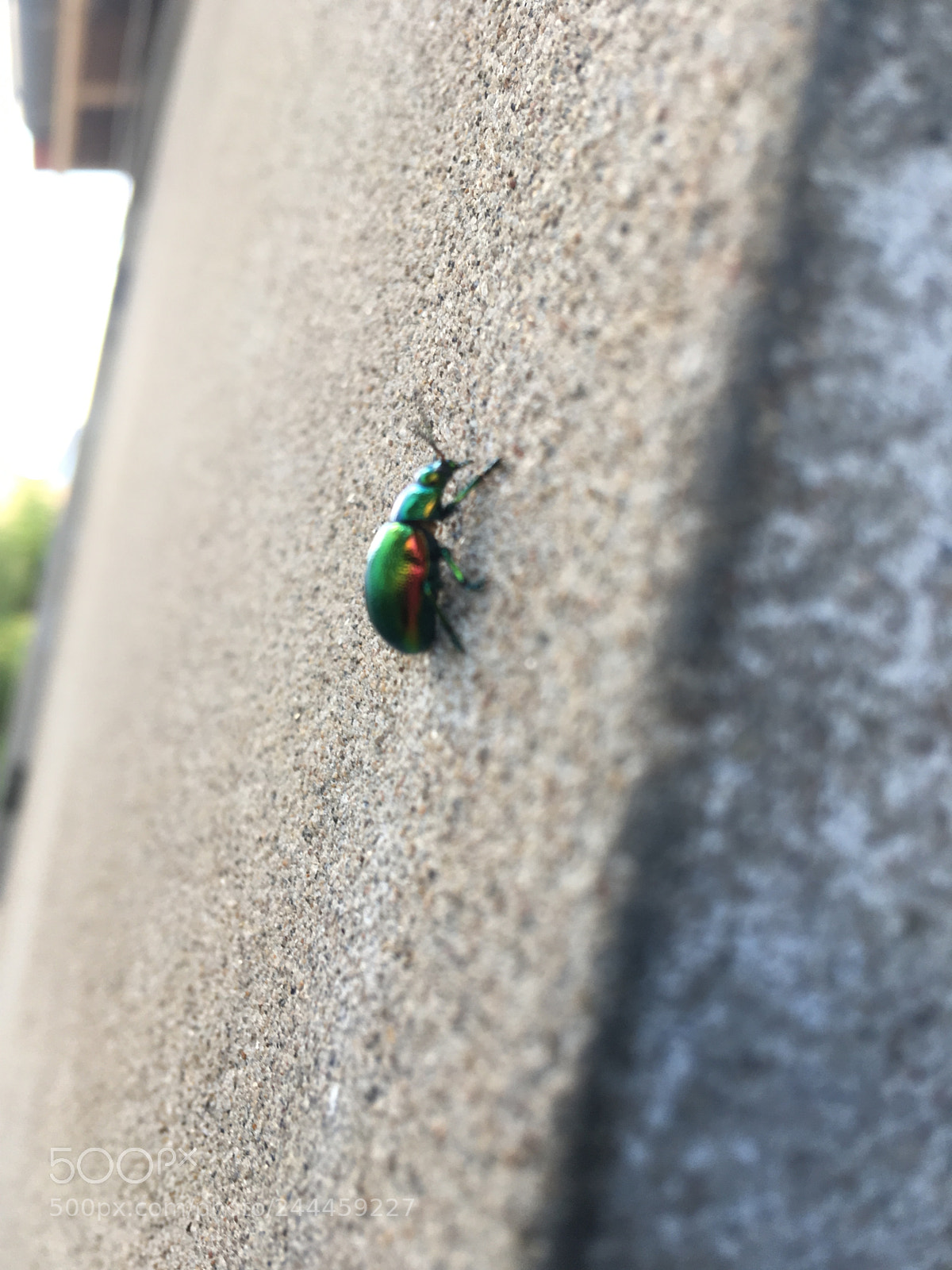 Apple iPhone SE sample photo. Untitled photography