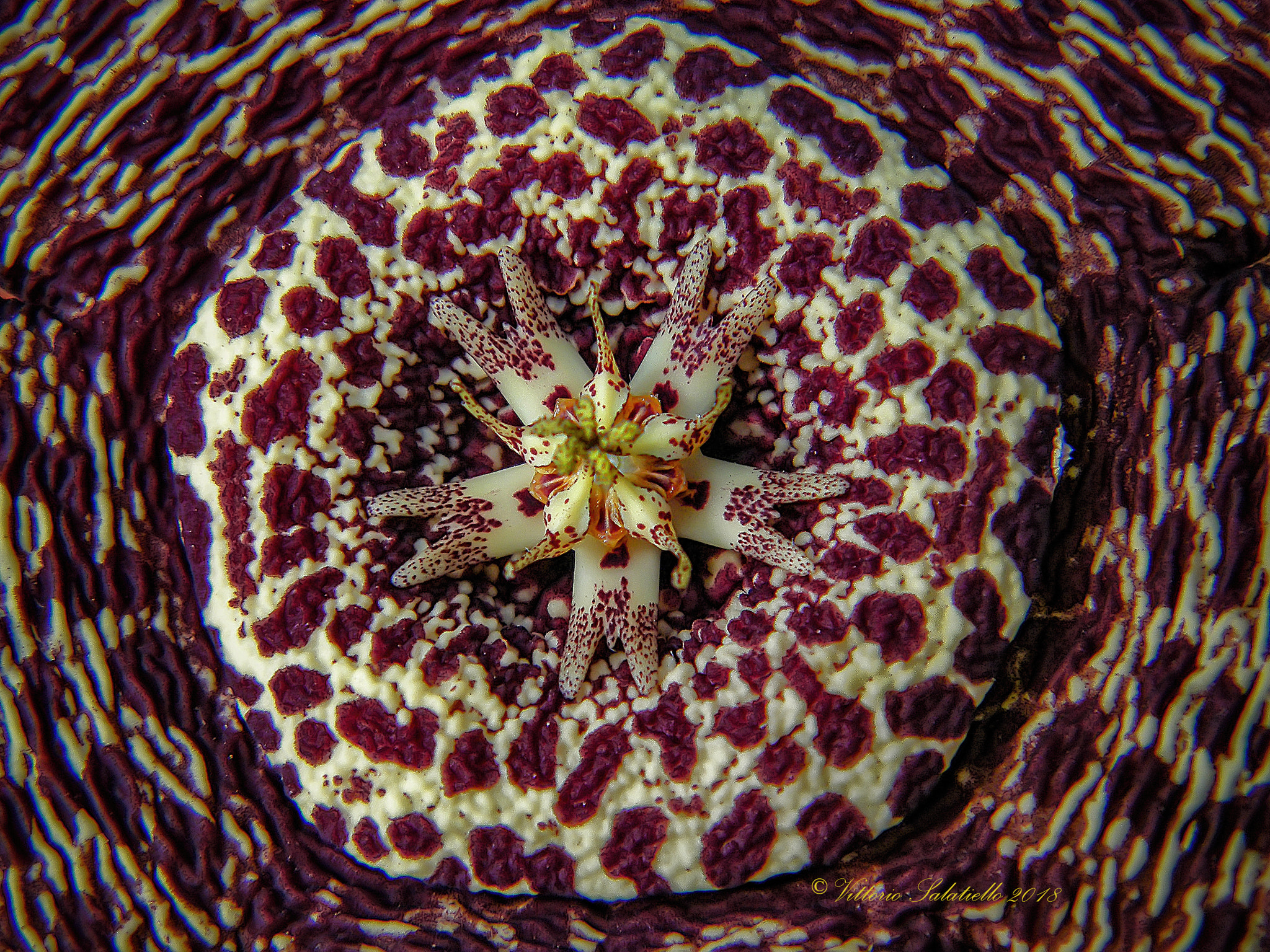 Fujifilm FinePix S2000HD sample photo. Stapelia variegata - macro photography